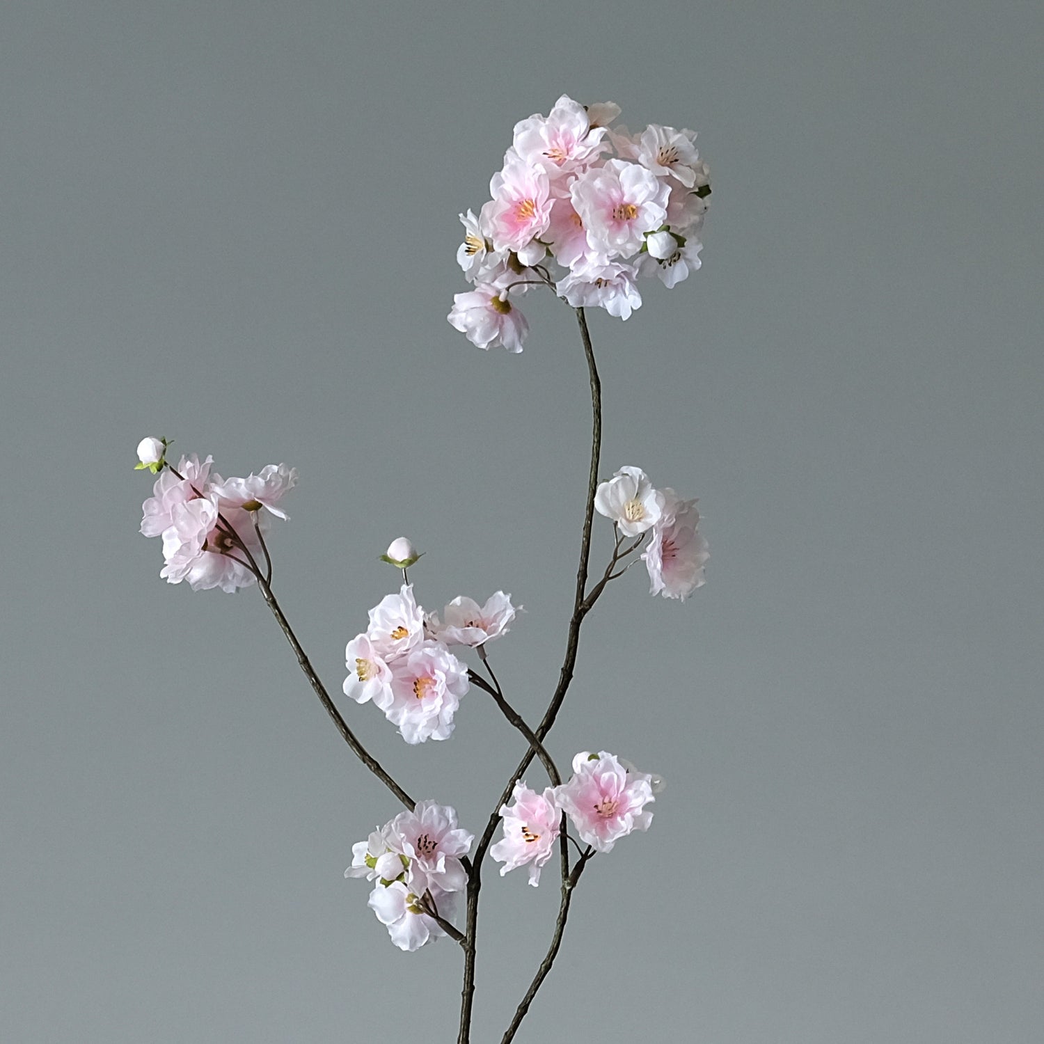Körsbärsblomma Ljusrosa - FLORISSMA