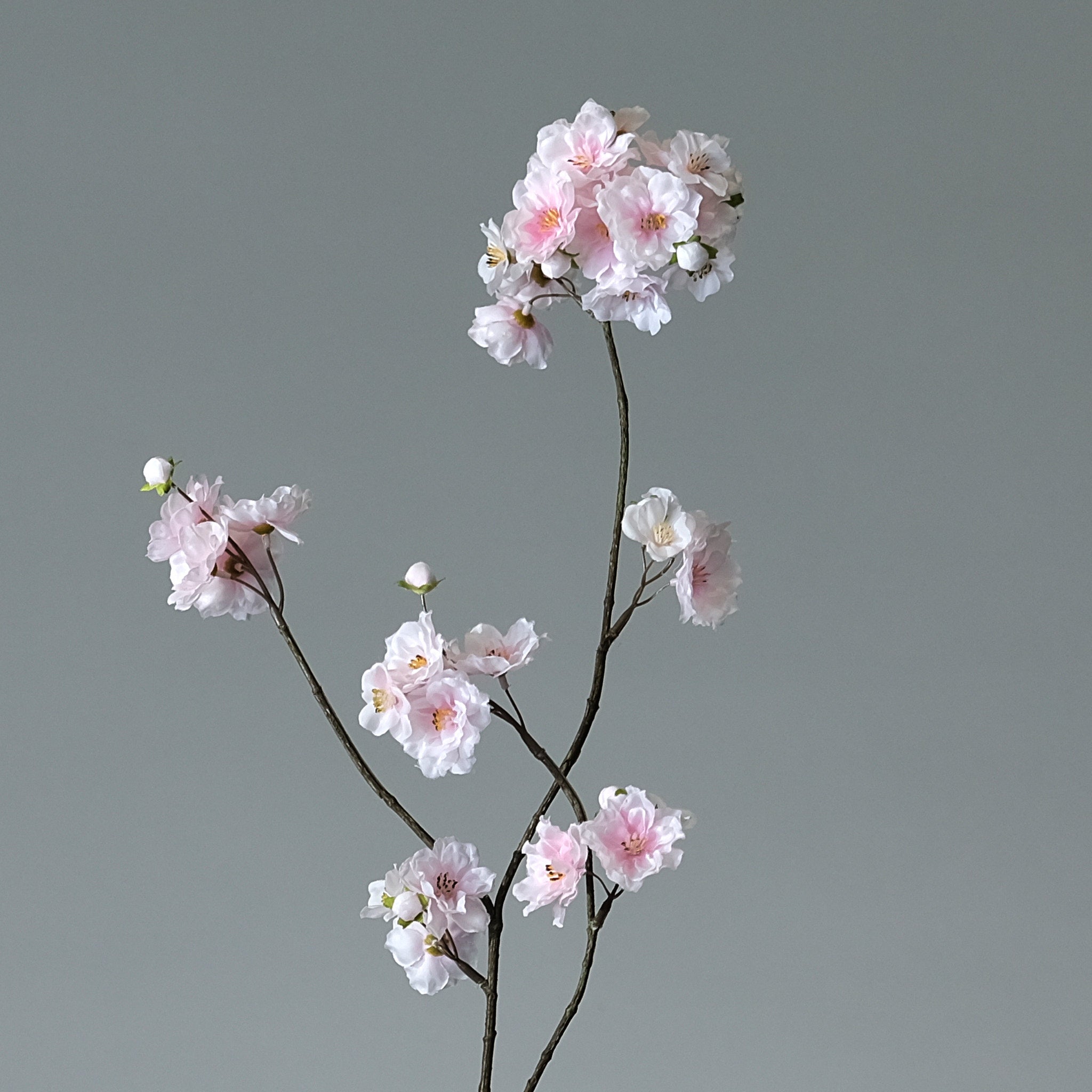 Körsbärsblomma Ljusrosa - FLORISSMA