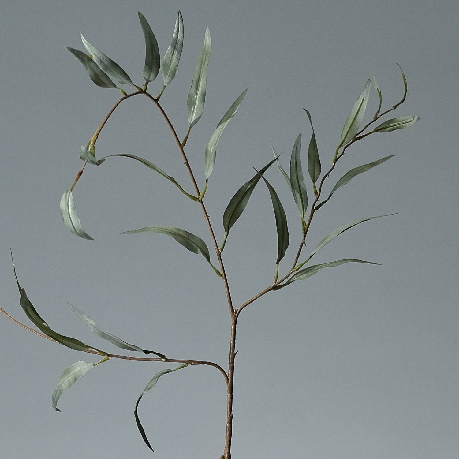 Eukalyptus Grön - FLORISSMA