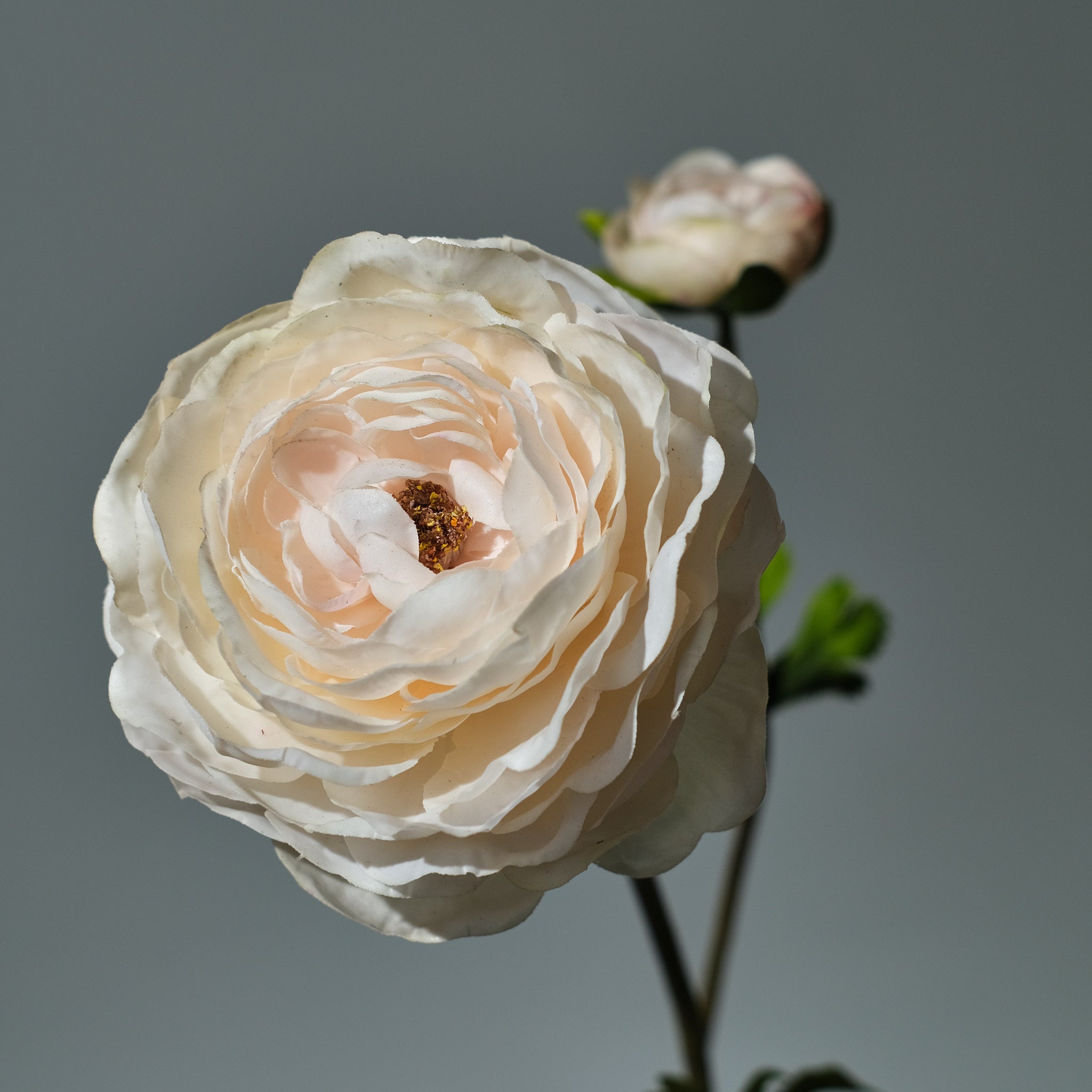 Ranunkel Cremé - FLORISSMA