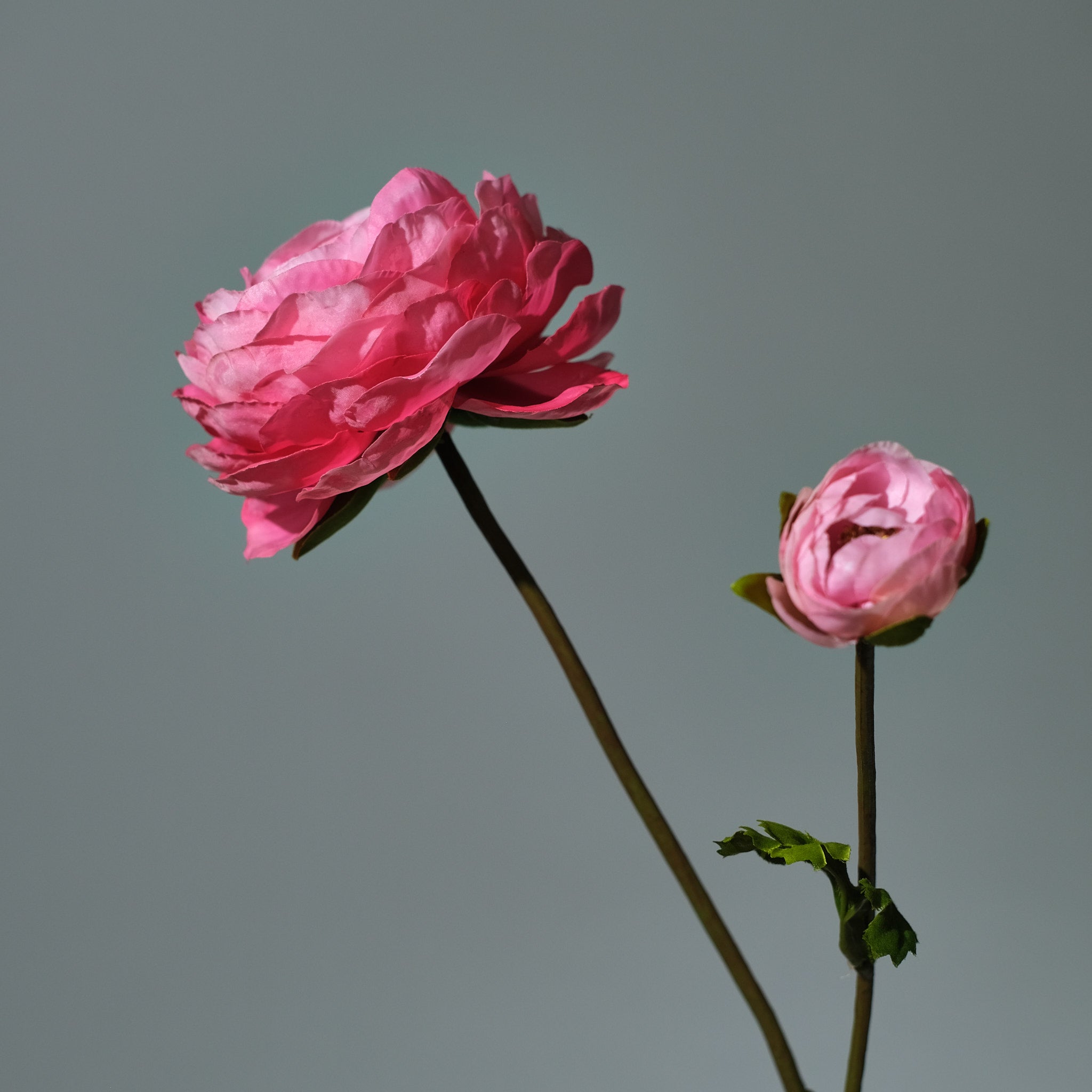 Ranunkel Mörkrosa - FLORISSMA