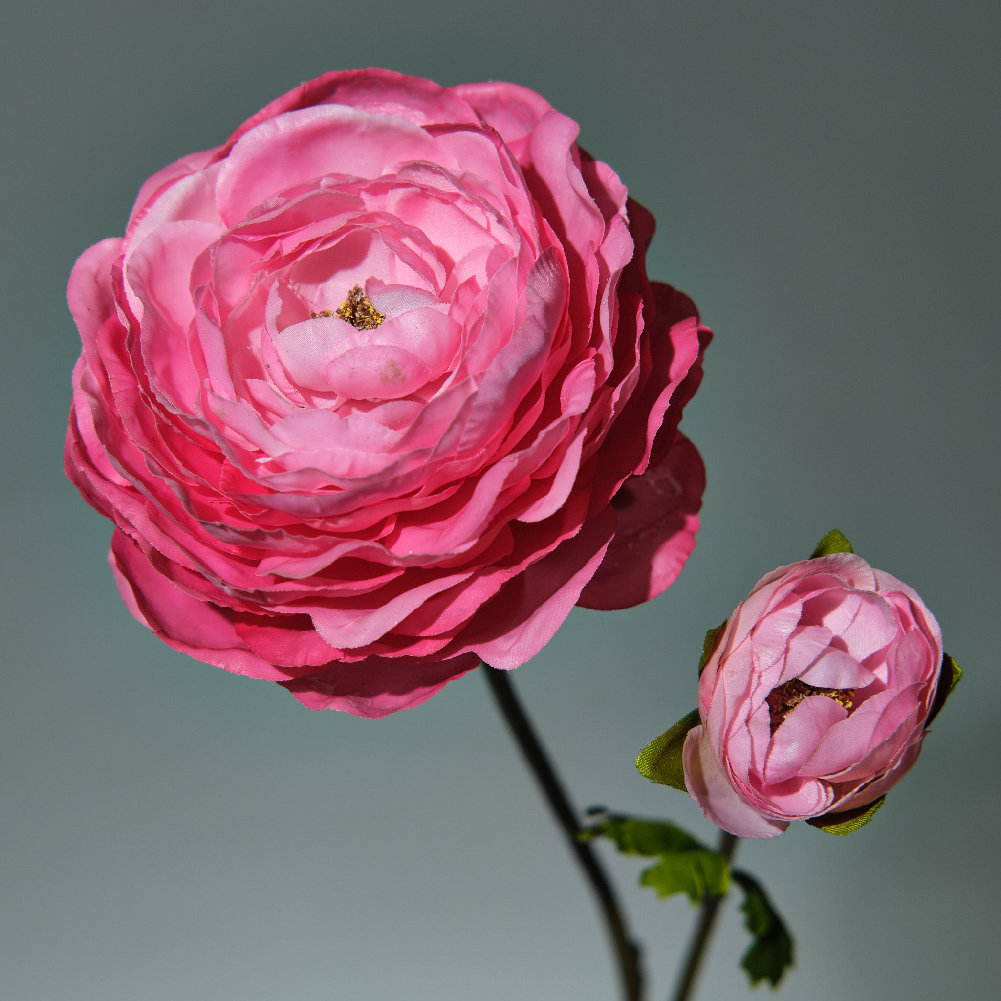 Ranunkel Mörkrosa - FLORISSMA