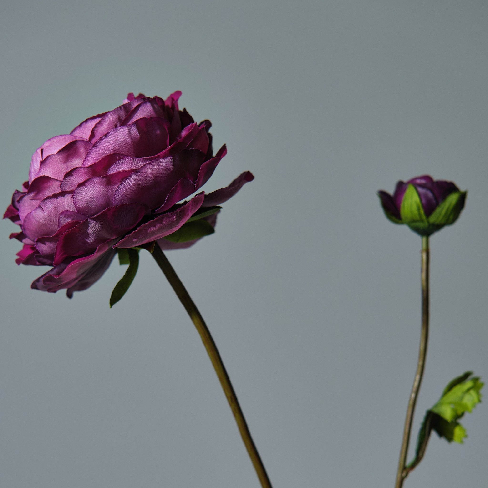 Ranunkel Mörklila - FLORISSMA