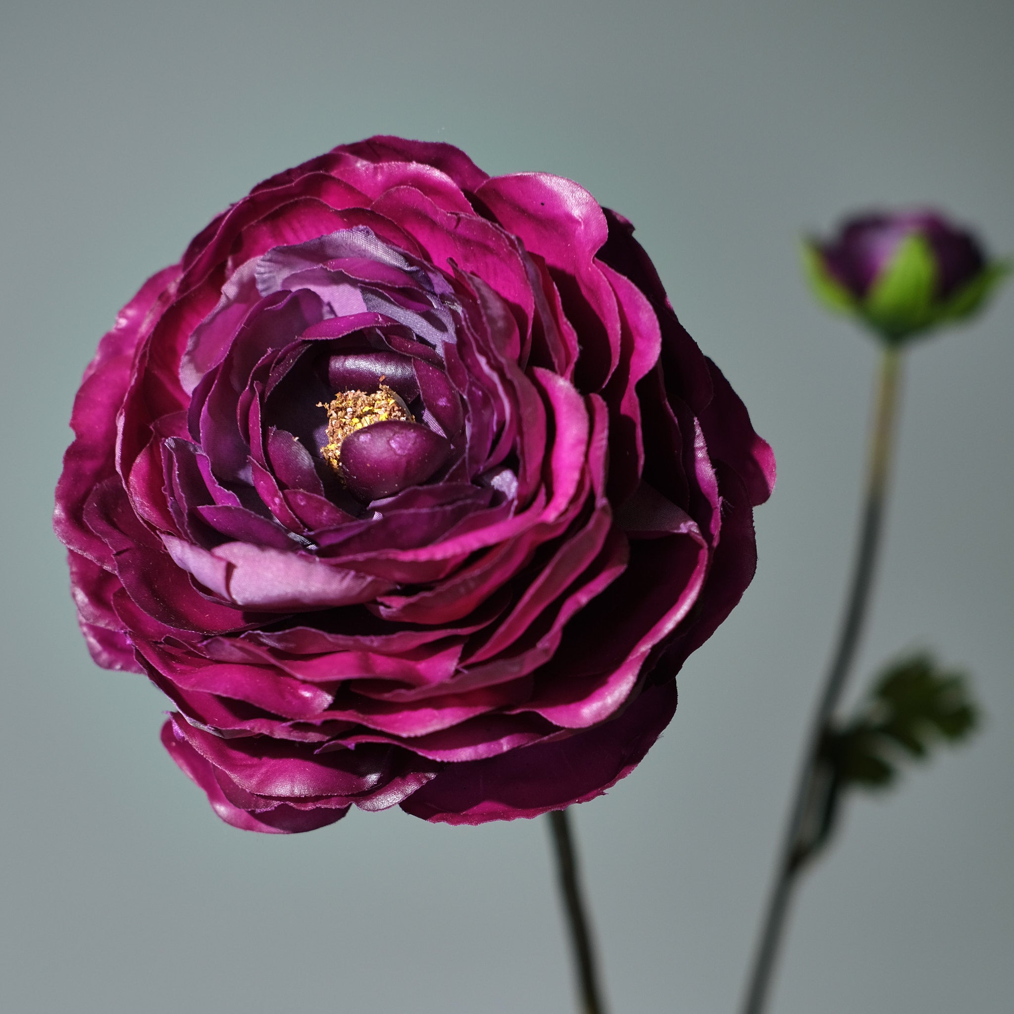 Ranunkel Mörklila - FLORISSMA