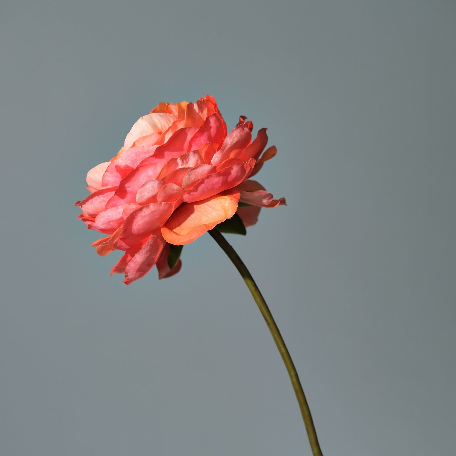 Ranunkel Orange - FLORISSMA