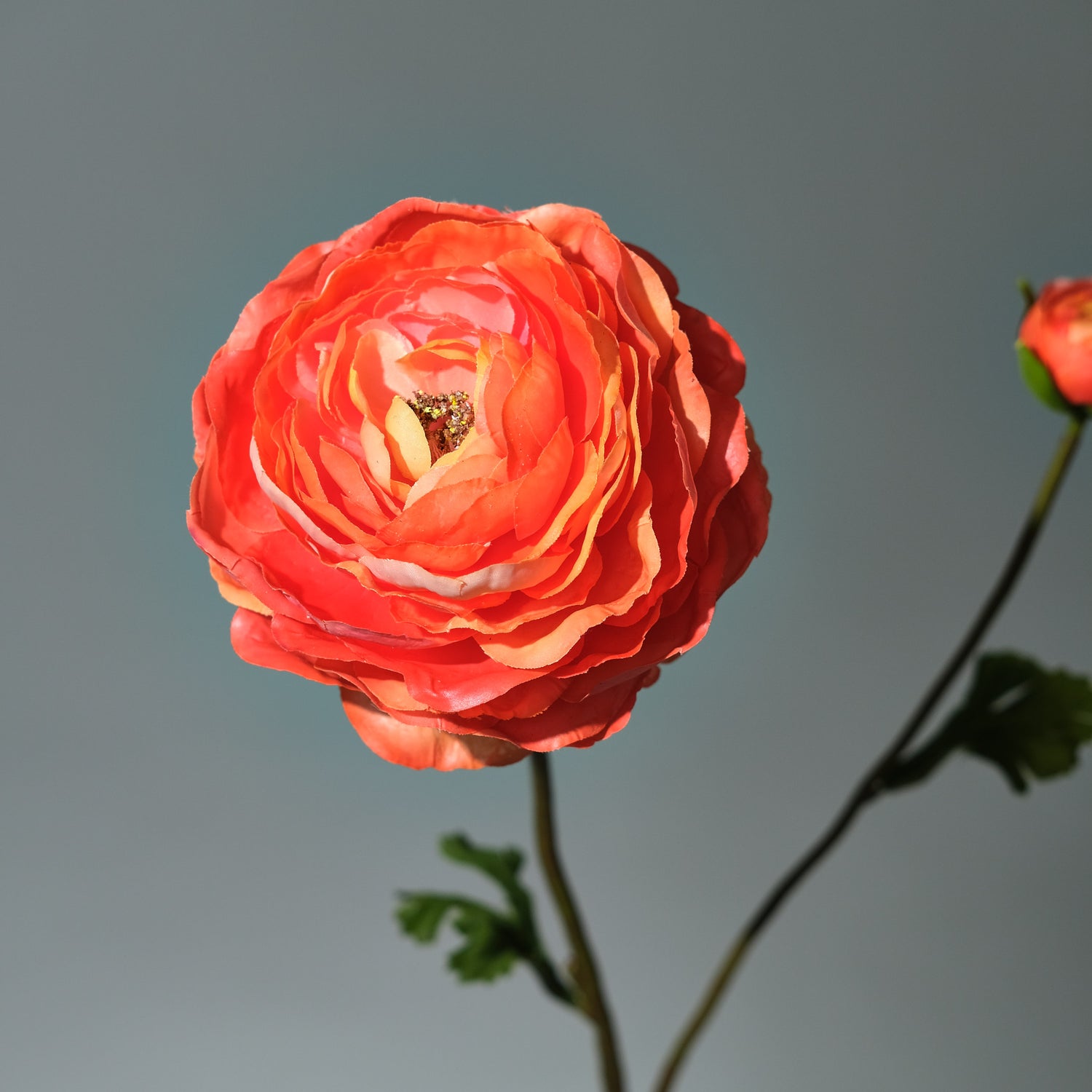 Ranunkel Orange - FLORISSMA