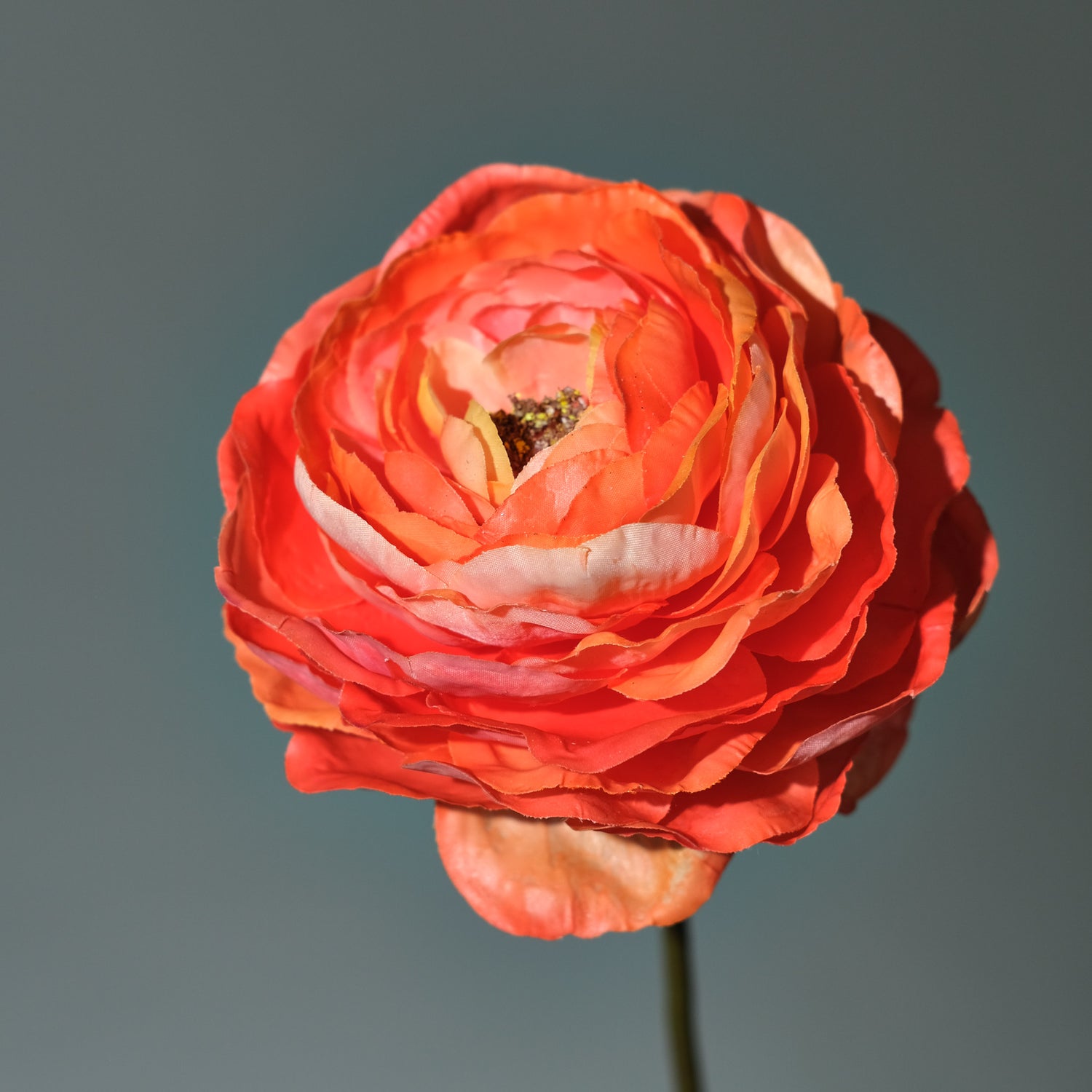 Ranunkel Orange - FLORISSMA