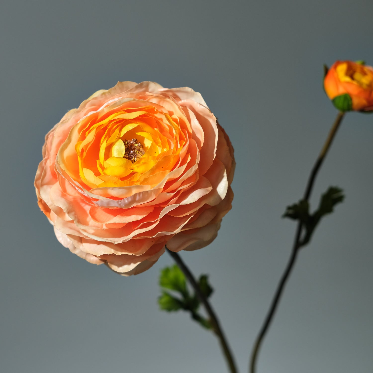 Ranunkel Laxrosa - FLORISSMA