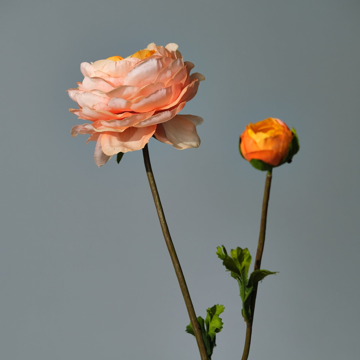 Ranunkel Laxrosa - FLORISSMA