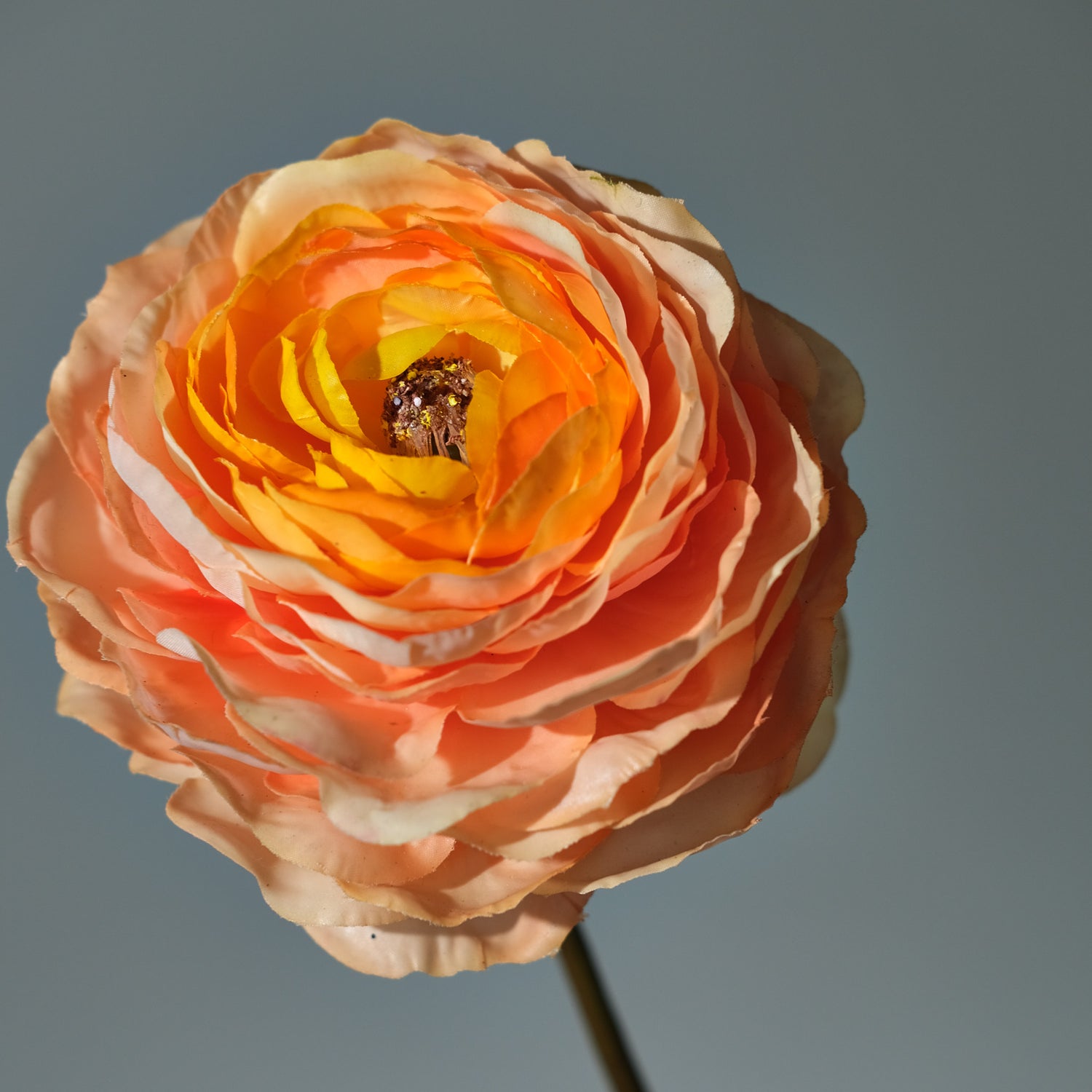 Ranunkel Laxrosa - FLORISSMA