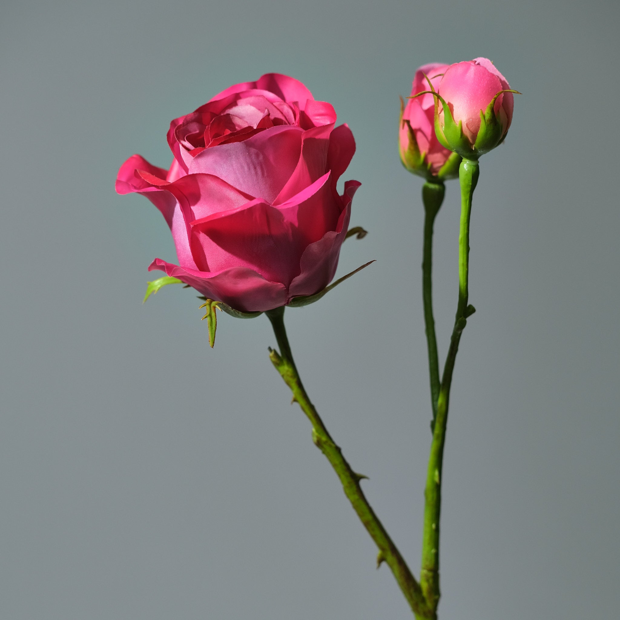 Konstgjord Ros i färgen beauty med Knoppar. Bilden är en närbild - FLORISSMA