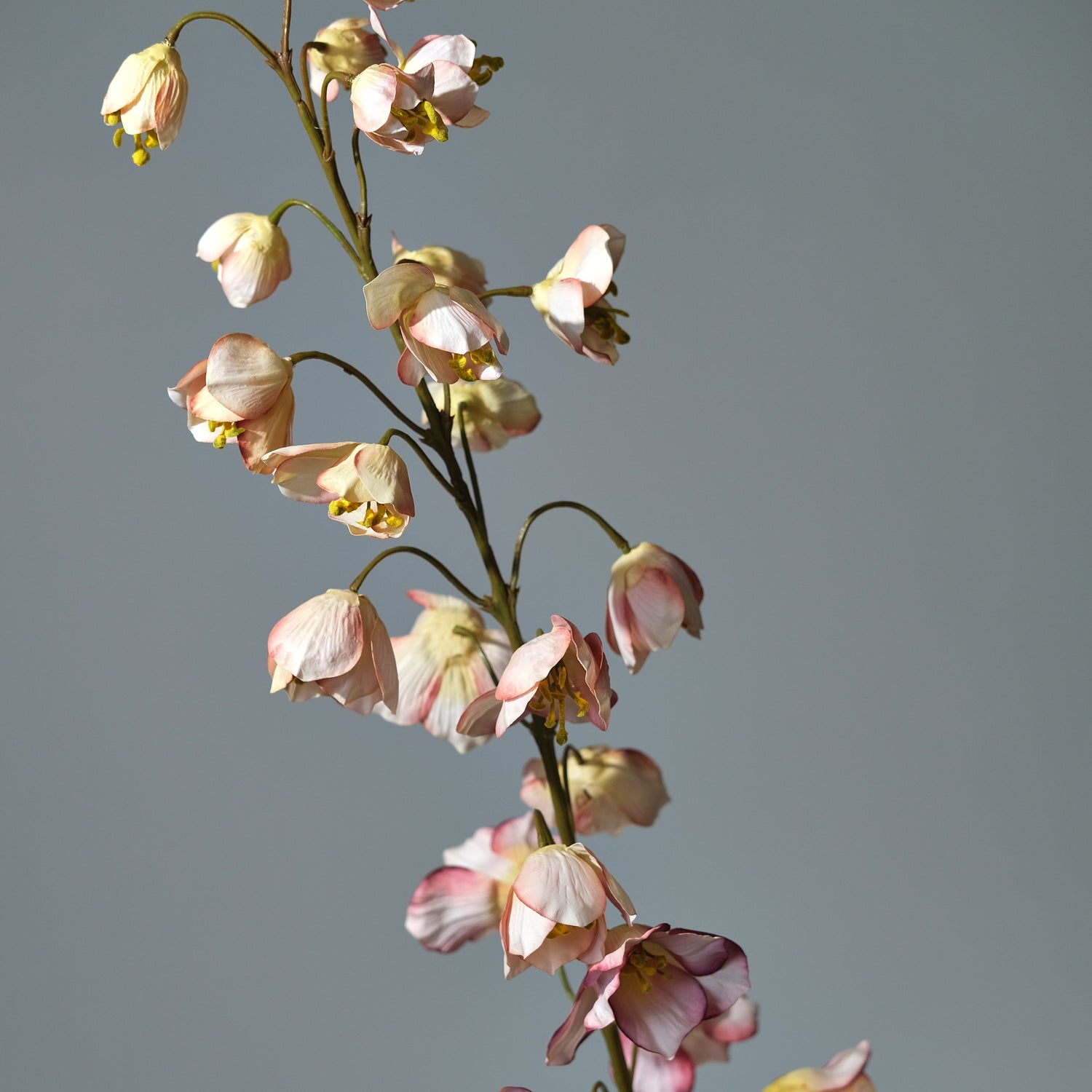 Kungsängslilja Creme/Rosa - FLORISSMA