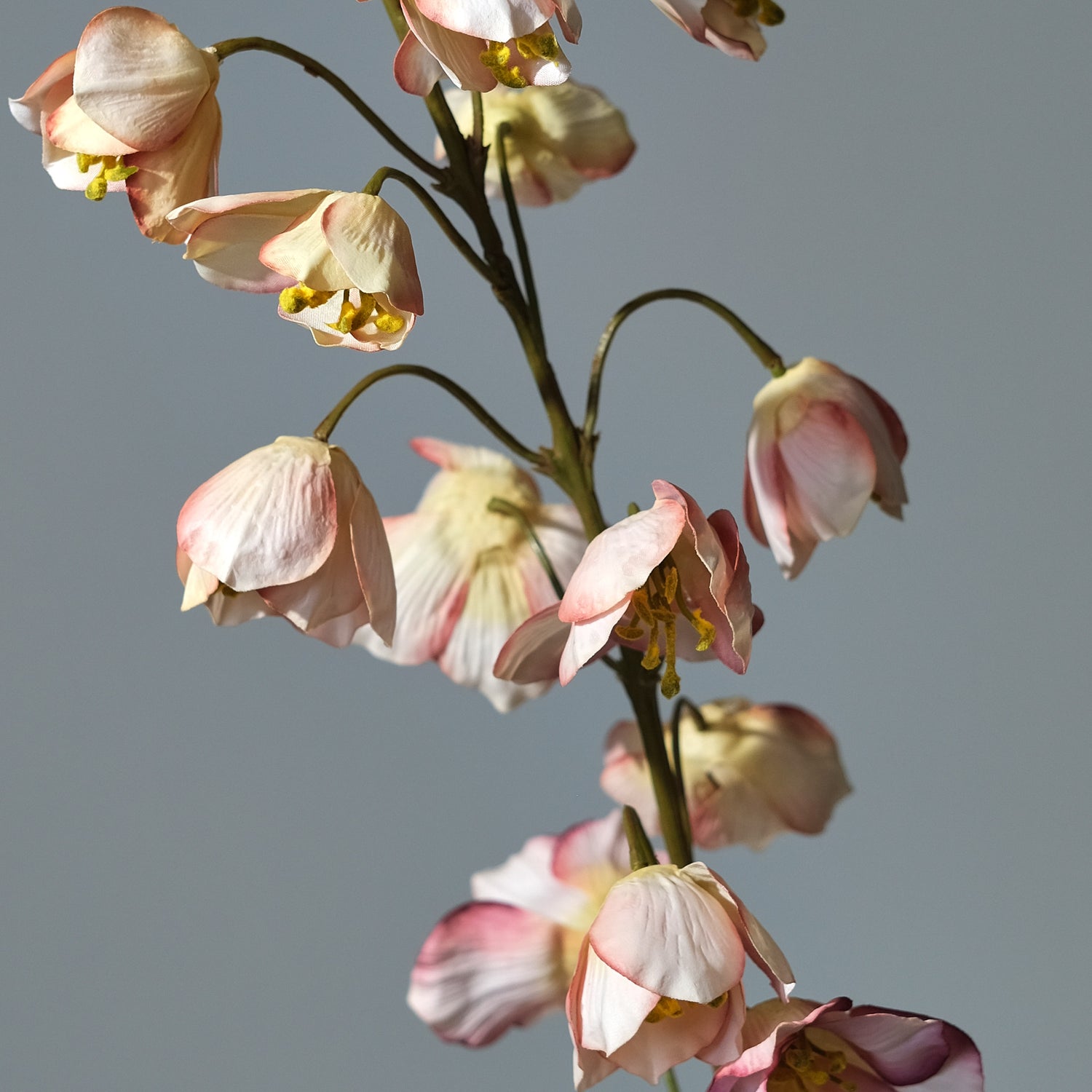 Kungsängslilja Creme/Rosa - FLORISSMA
