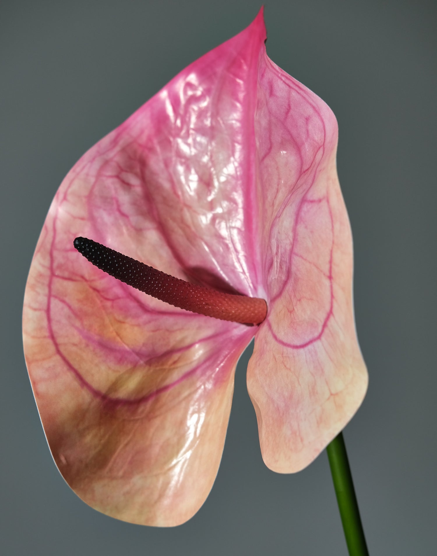Anthurium Mörkrosa - FLORISSMA
