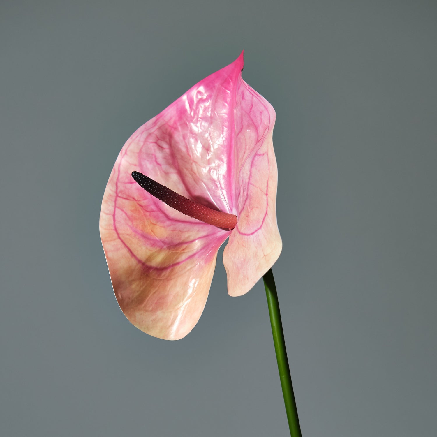 Anthurium Mörkrosa - FLORISSMA