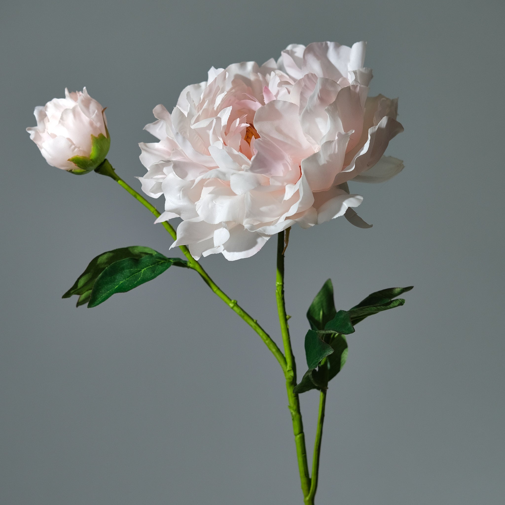 Pion Rosa med Knopp - FLORISSMA