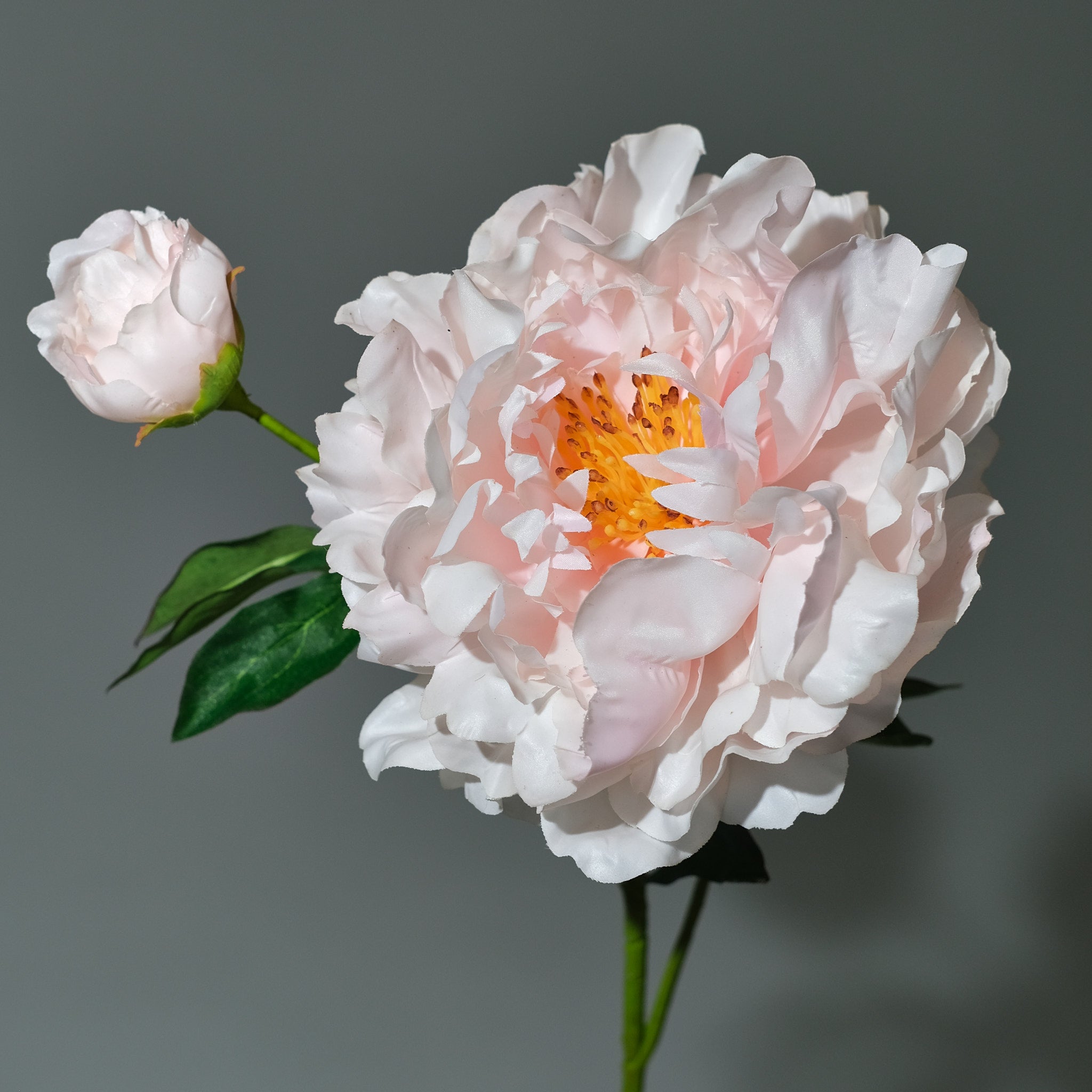 Pion Rosa med Knopp - FLORISSMA
