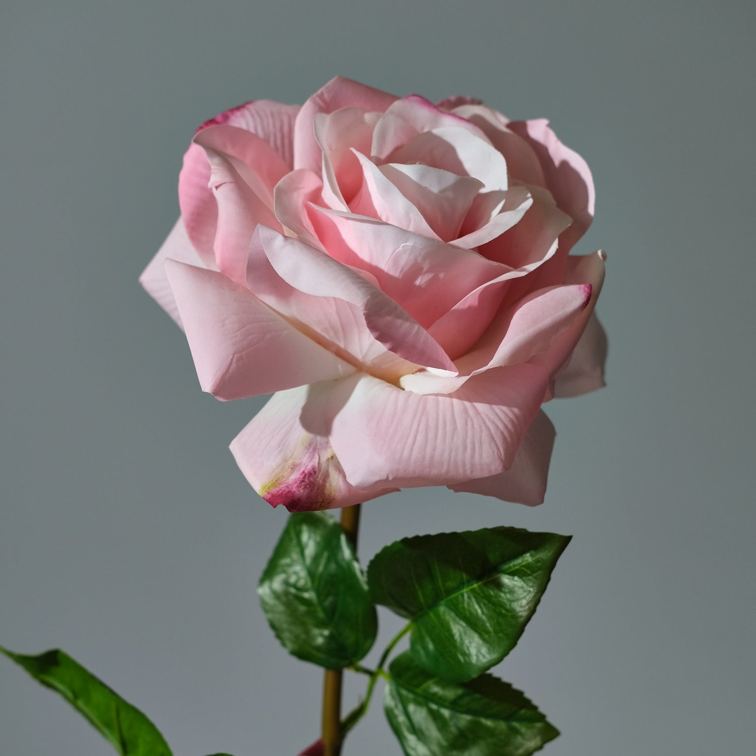 Ros Rosa - FLORISSMA