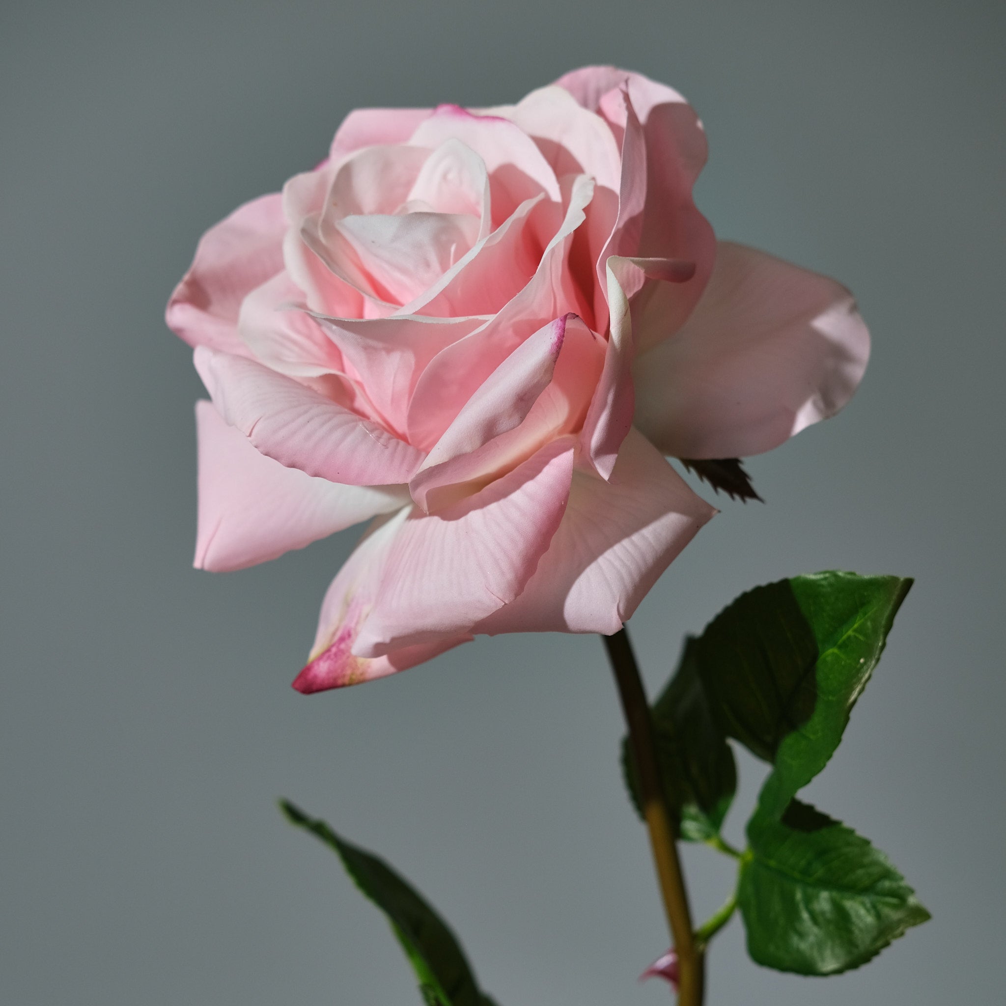 Ros Rosa - FLORISSMA
