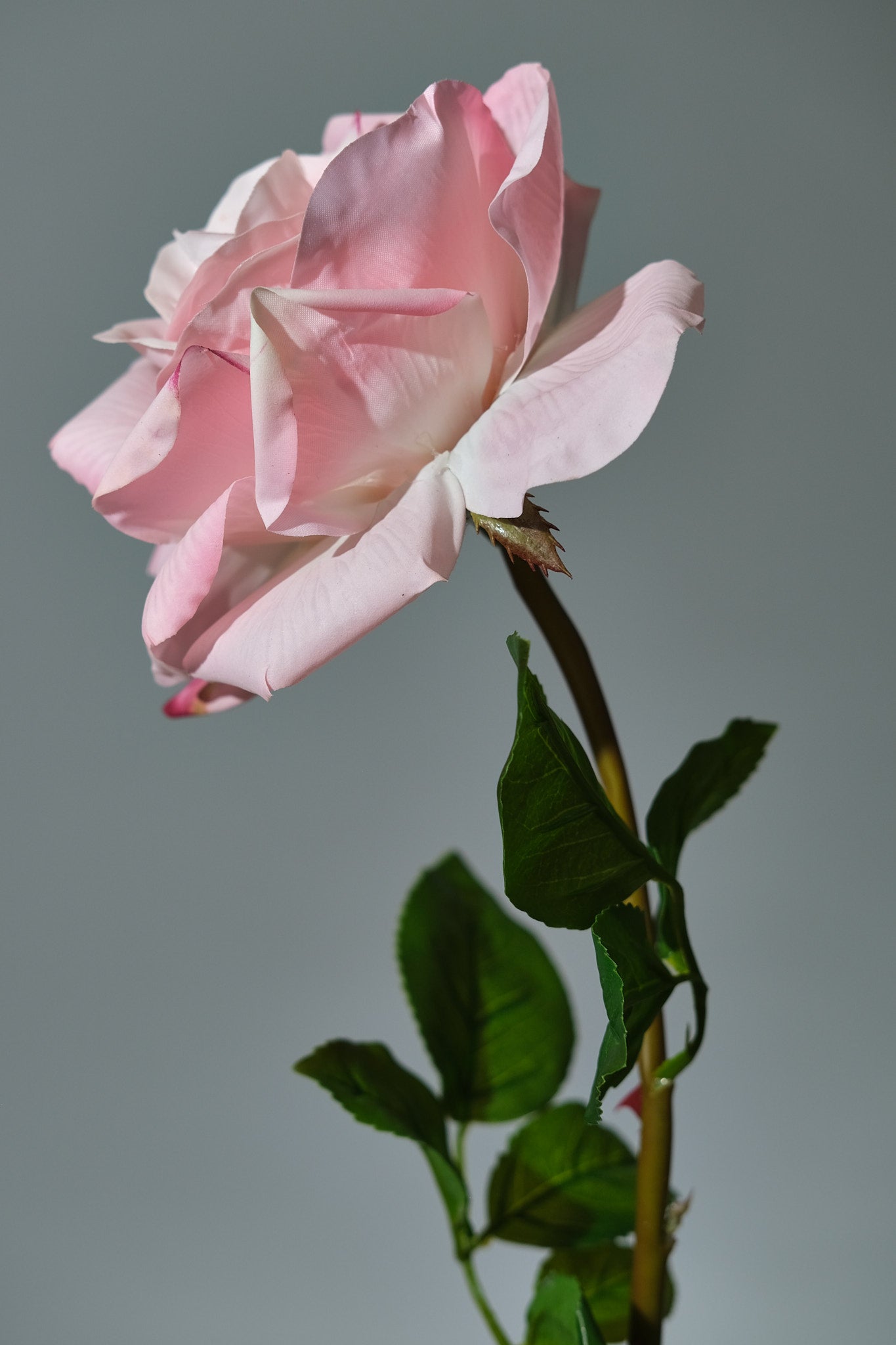Ros Rosa - FLORISSMA