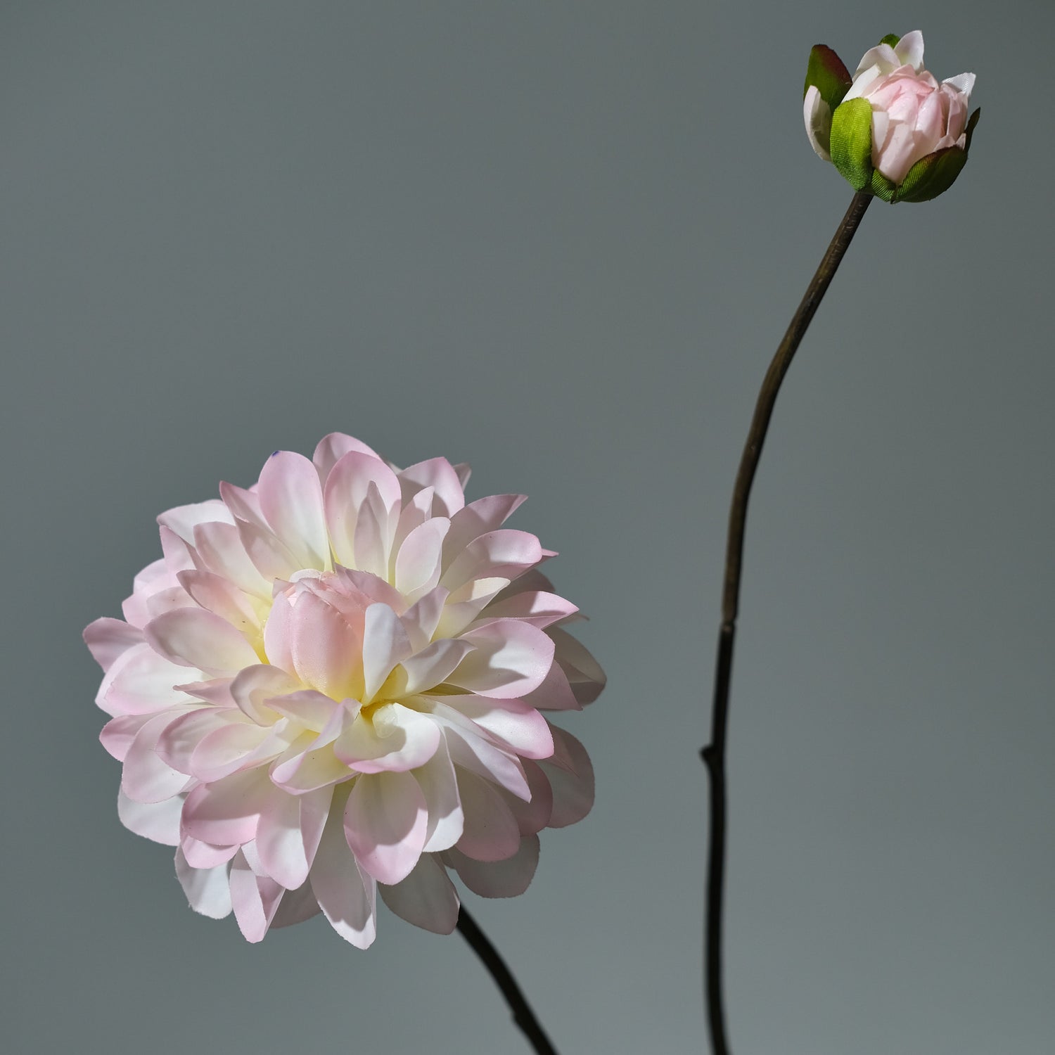 Dahlia Cremé/Rosa - FLORISSMA