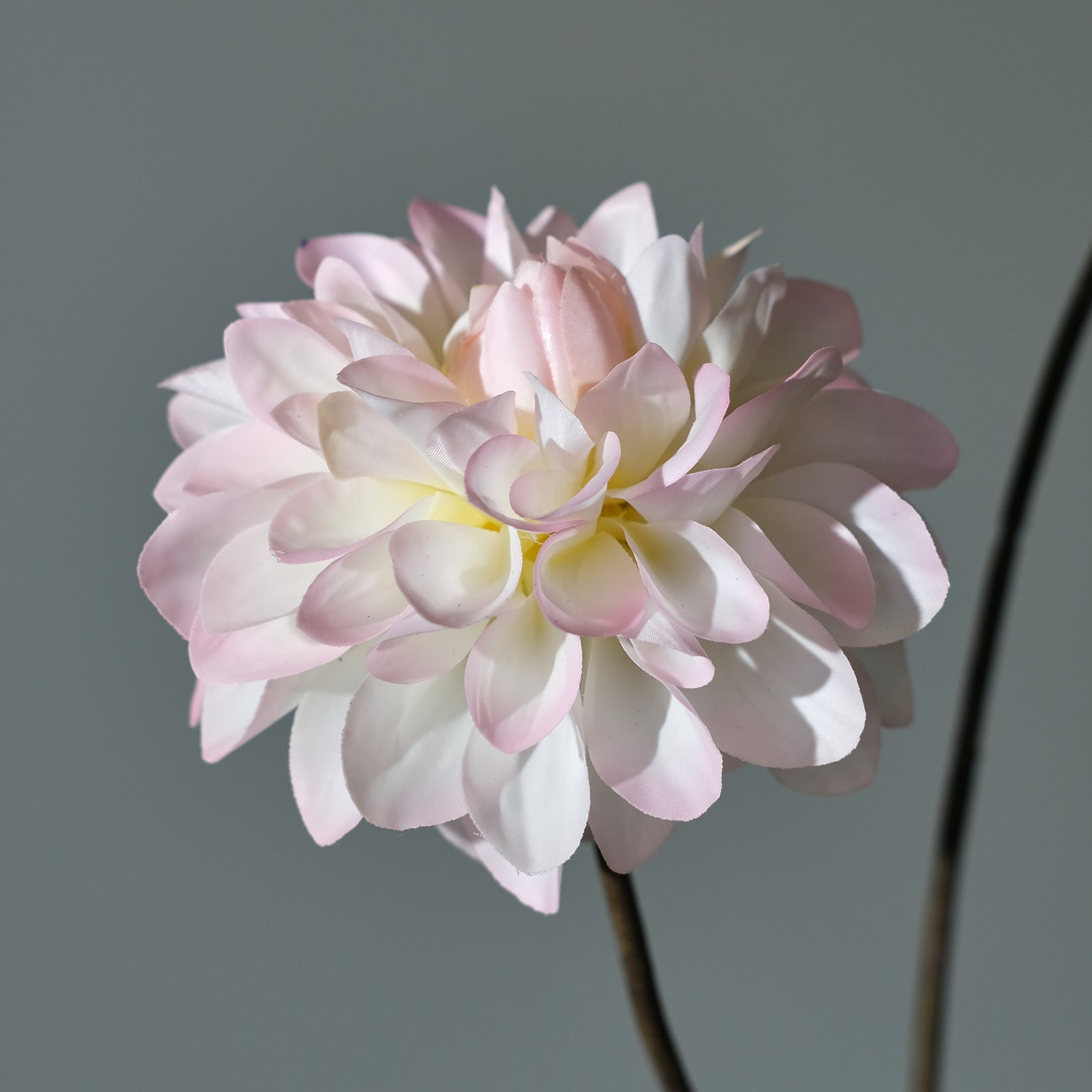 Dahlia Cremé/Rosa - FLORISSMA