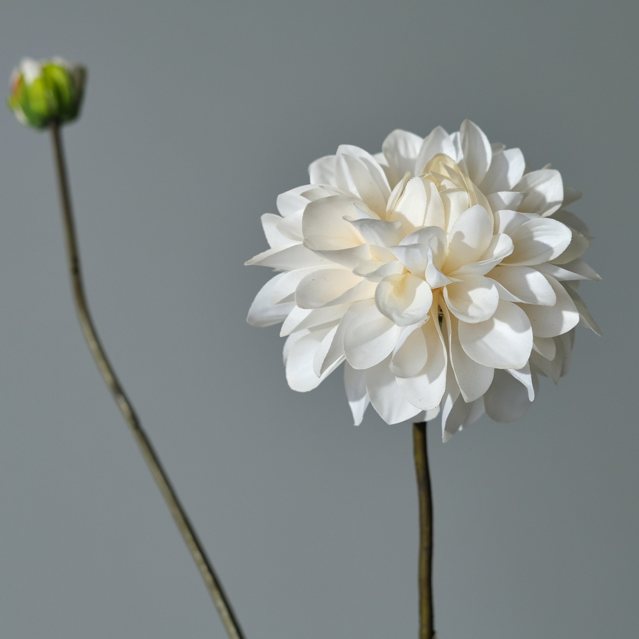 Dahlia Pink/White
