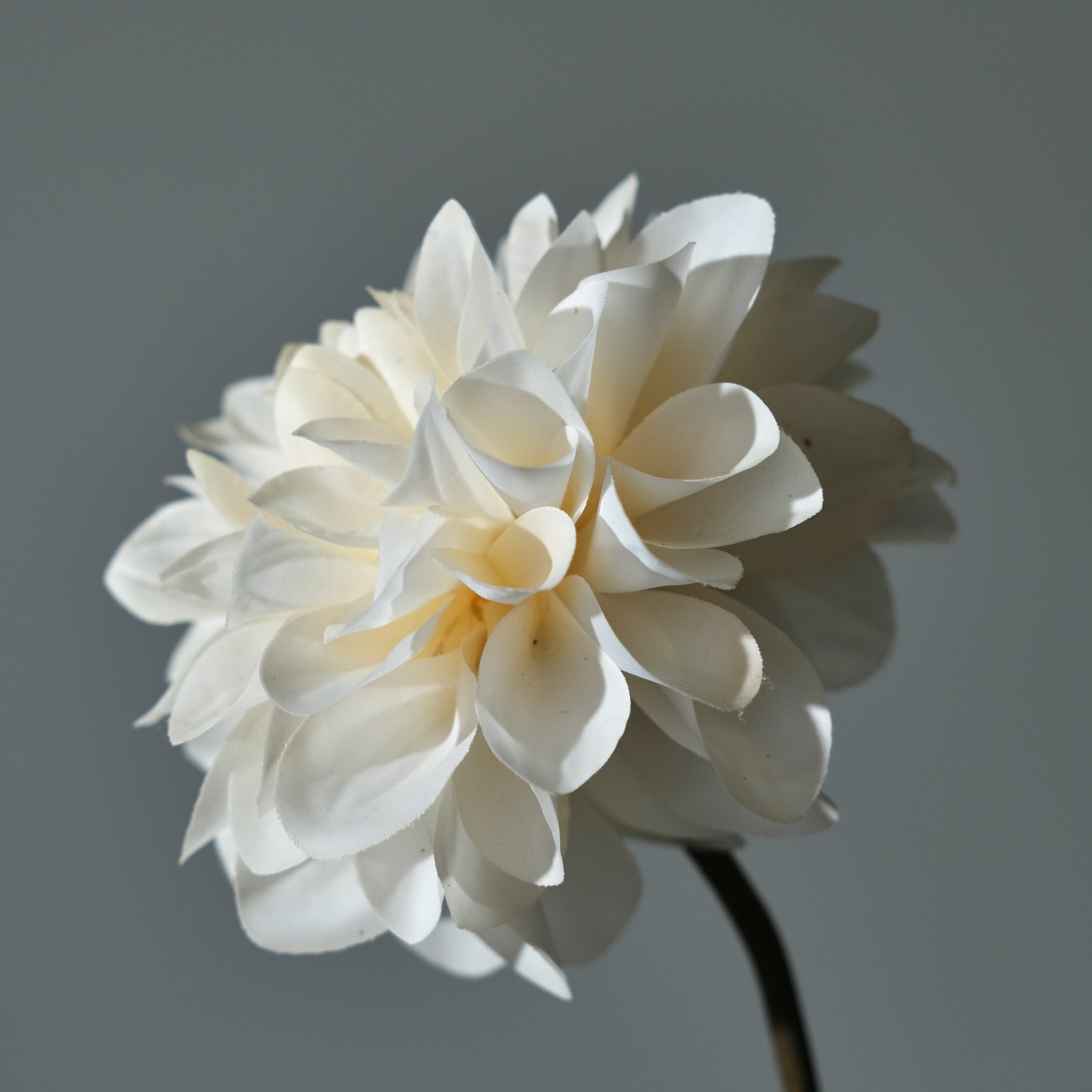 Dahlia Pink/White