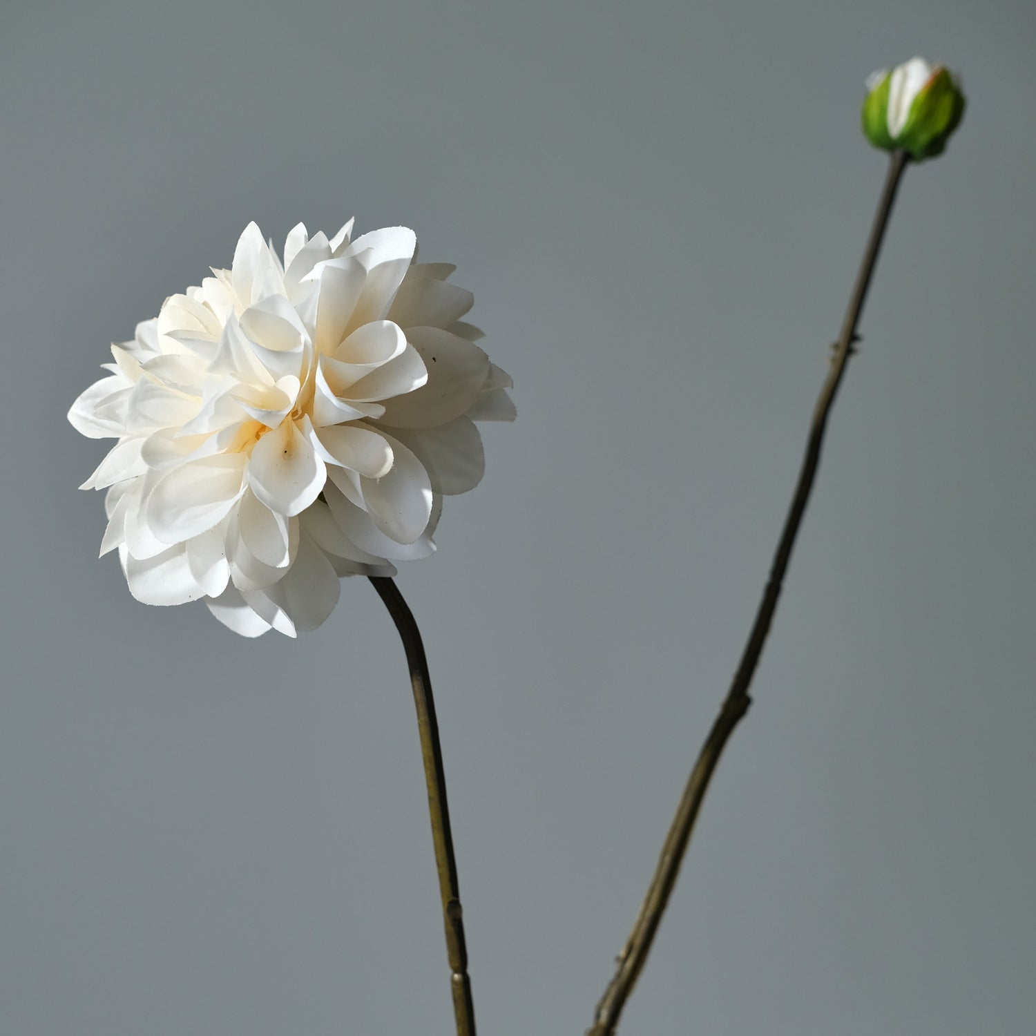 Dahlia Rosa/Vit - FLORISSMA