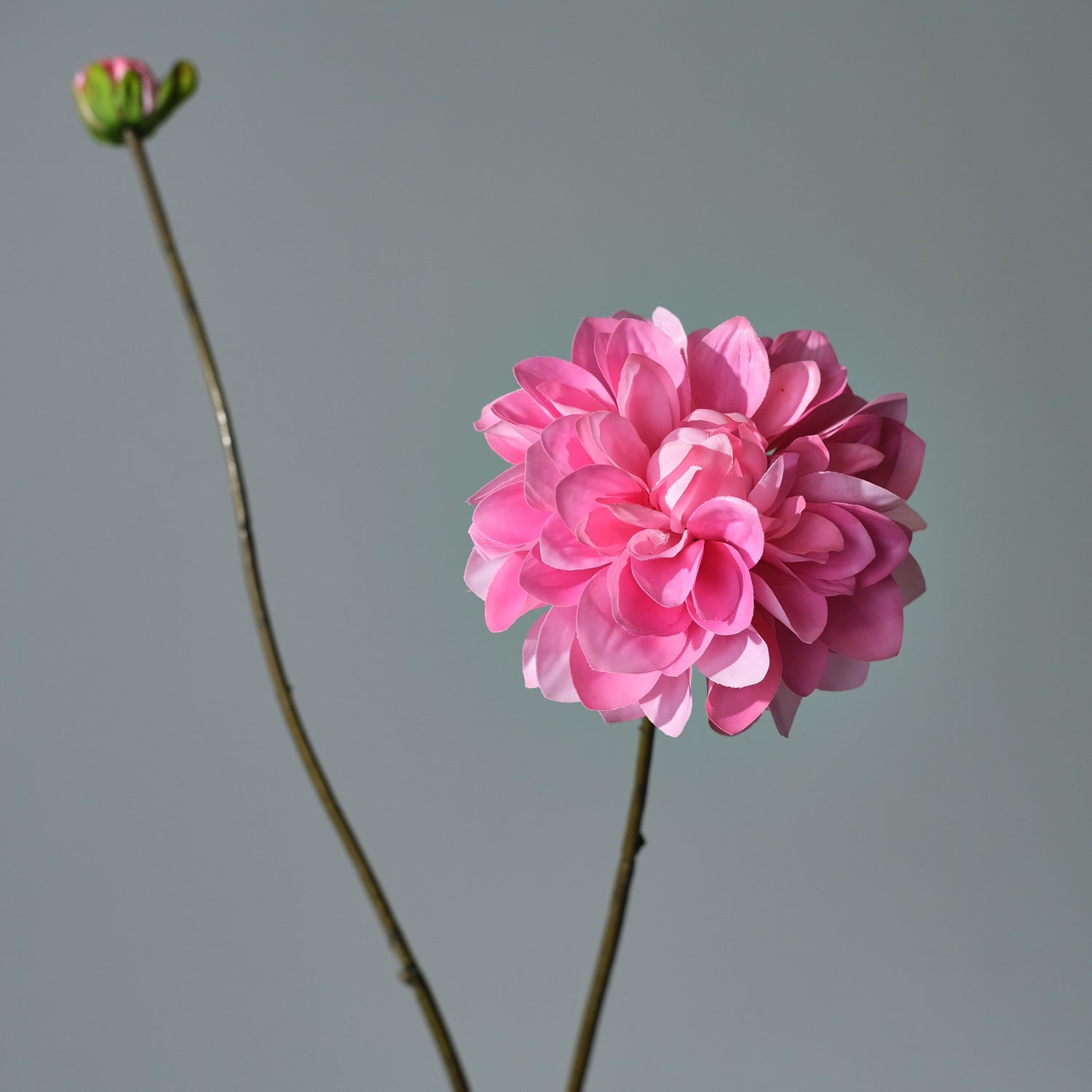 Dahlia Mörkrosa - FLORISSMA