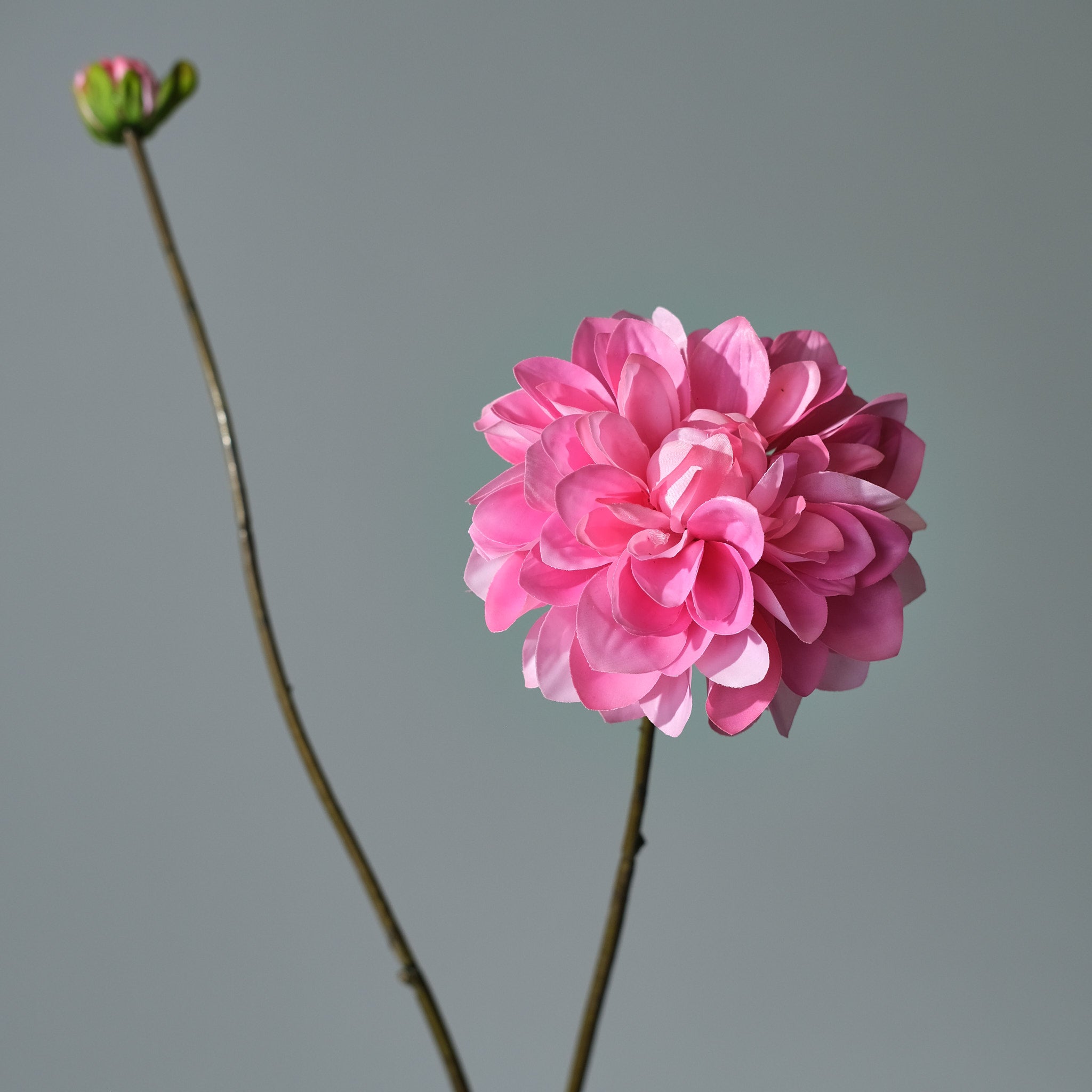 Dahlia Mörkrosa - FLORISSMA
