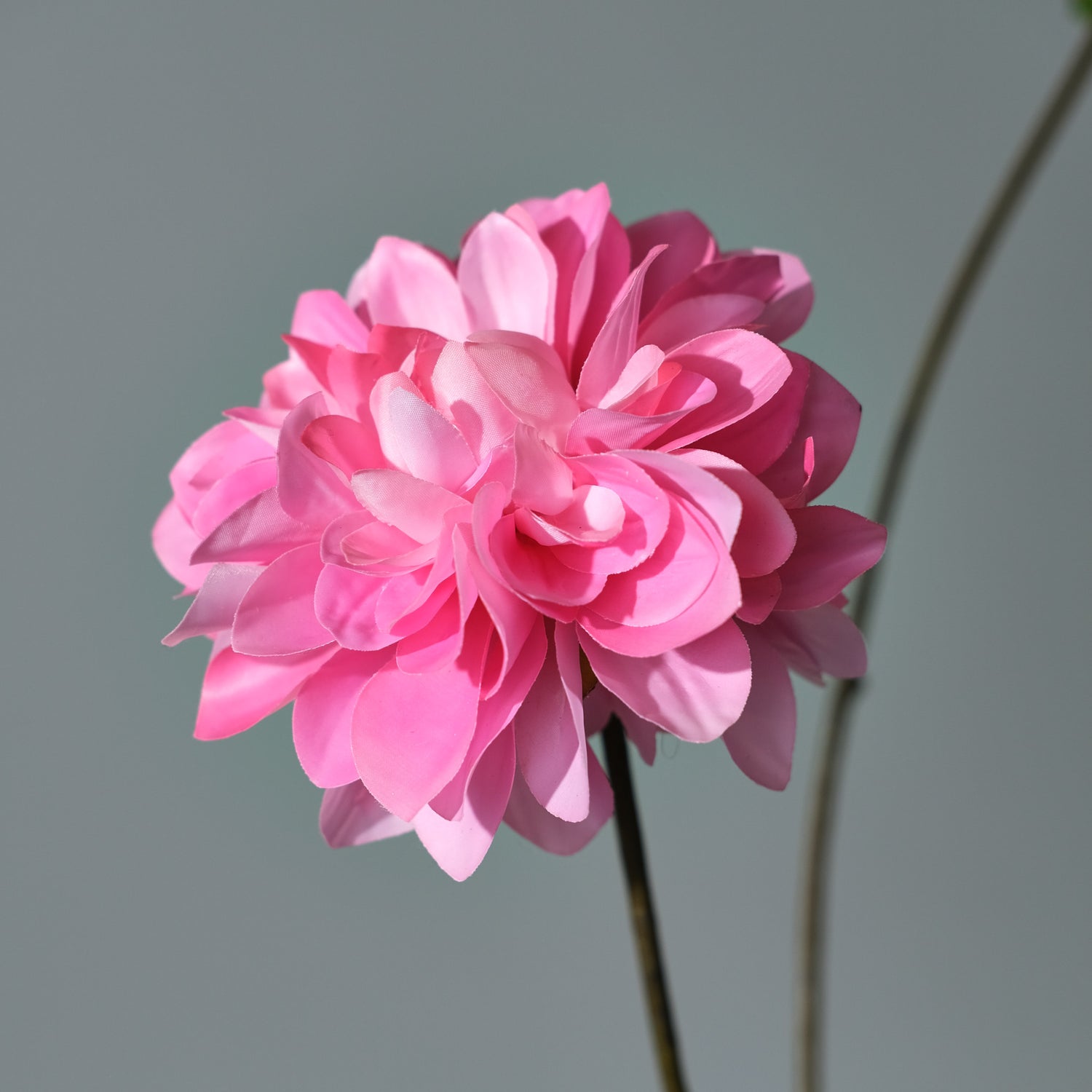 Dahlia Mörkrosa - FLORISSMA