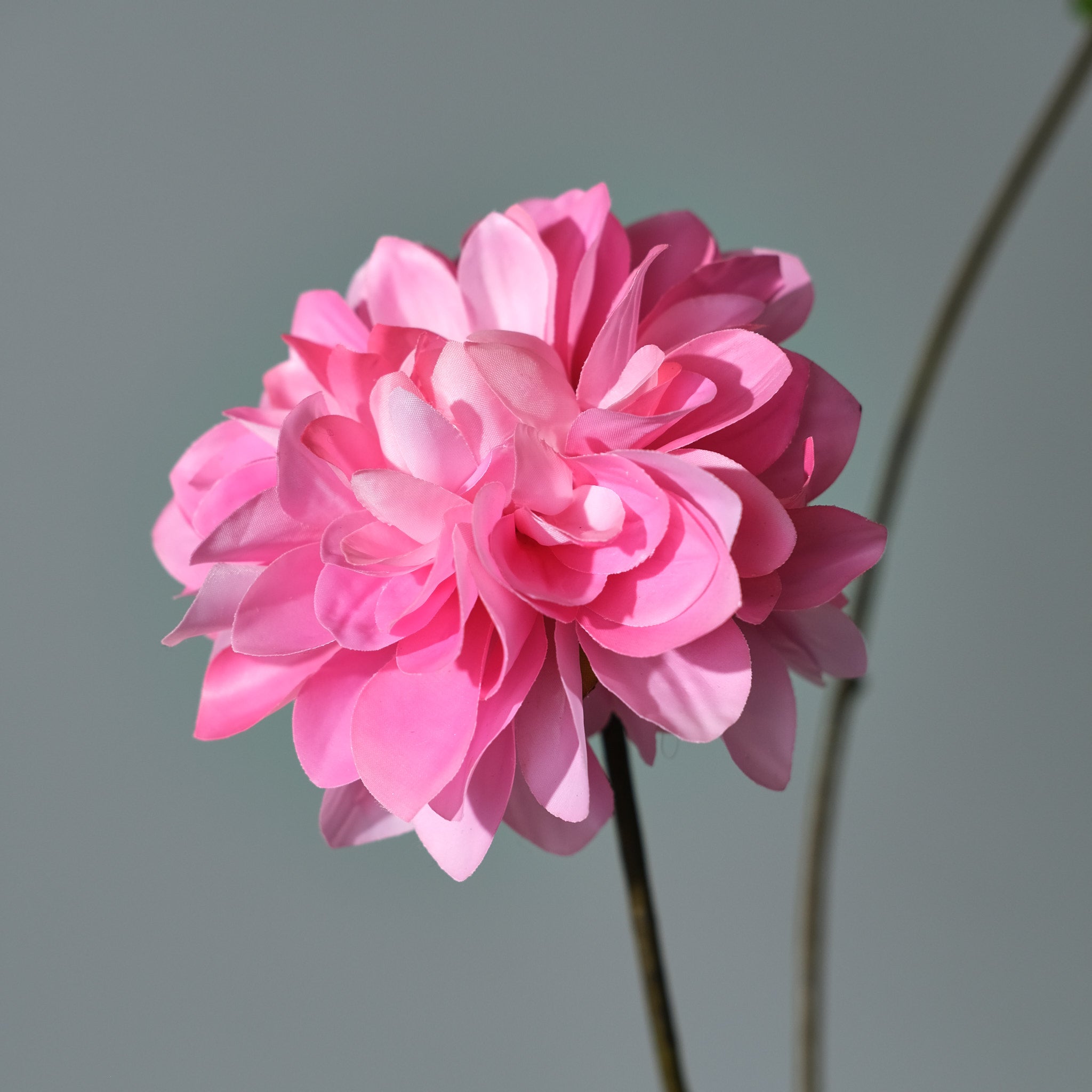 Dahlia Mörkrosa - FLORISSMA