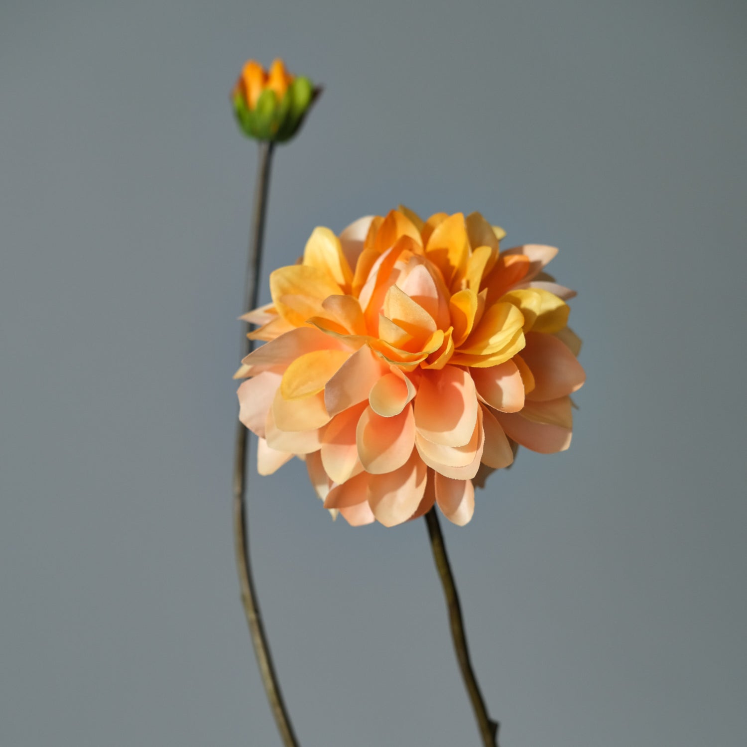 Dahlia Gul/Orange - FLORISSMA
