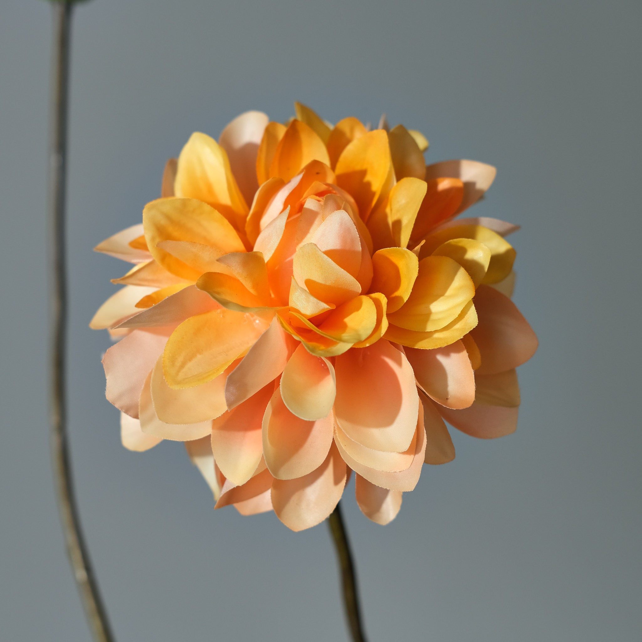 Dahlia Gul/Orange - FLORISSMA