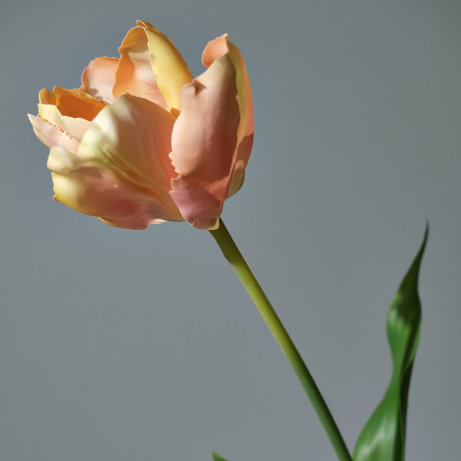 Tulpan Rosa/Creme - FLORISSMA