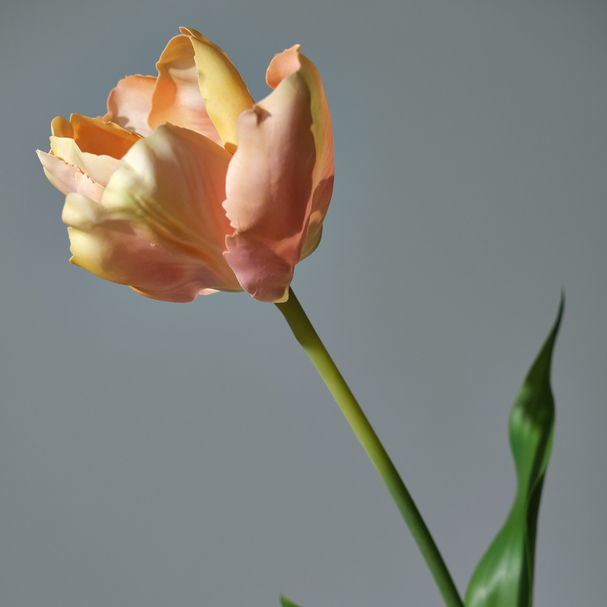 Tulpan Rosa/Creme - FLORISSMA