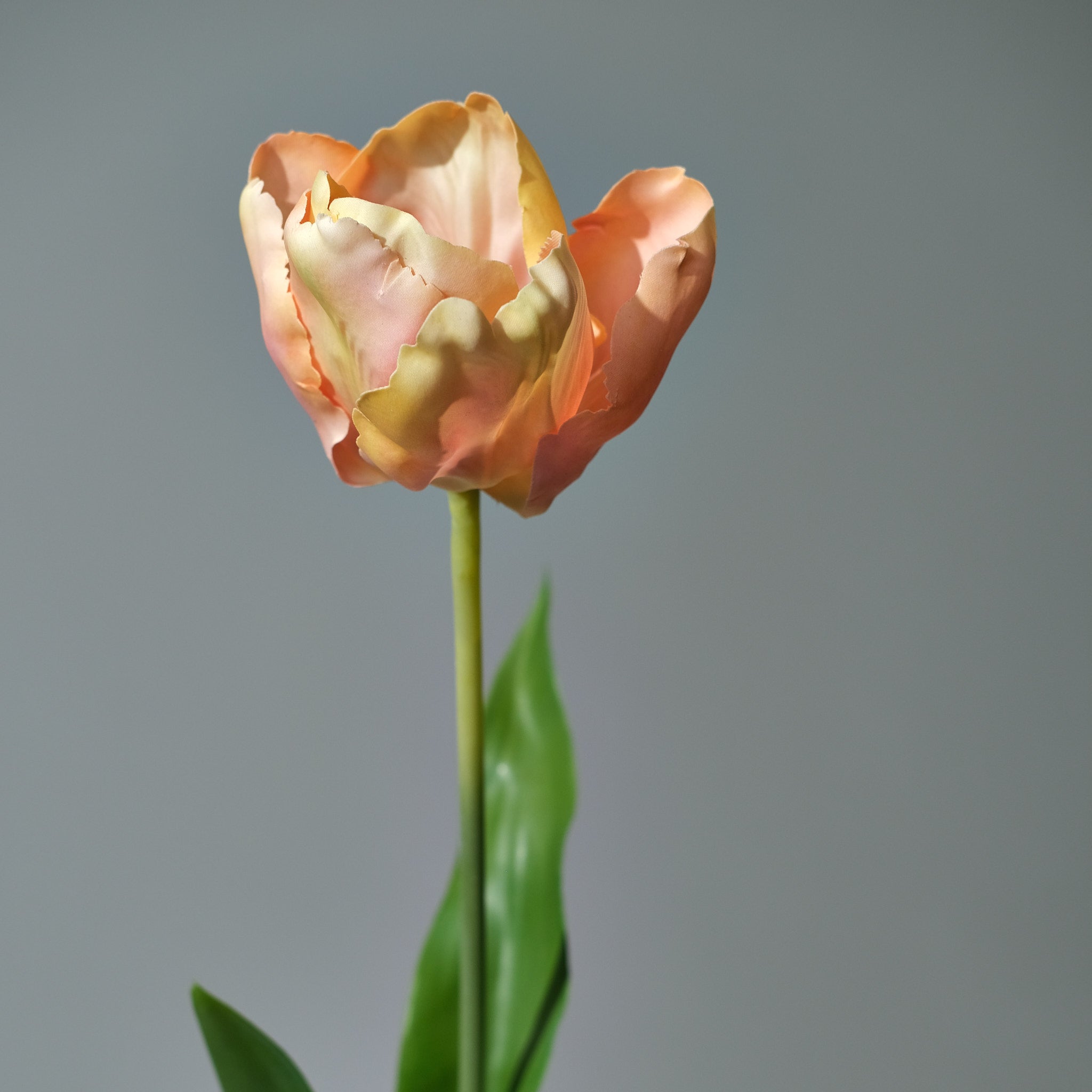 Tulpan Rosa/Creme - FLORISSMA