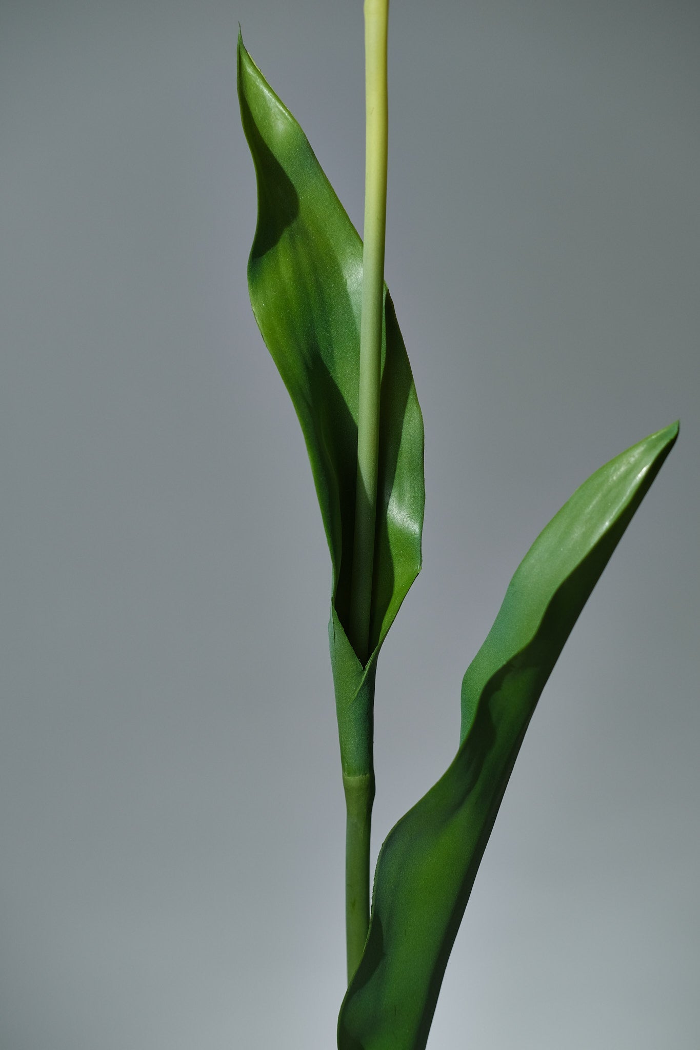 Tulpan Rosa/Creme - FLORISSMA