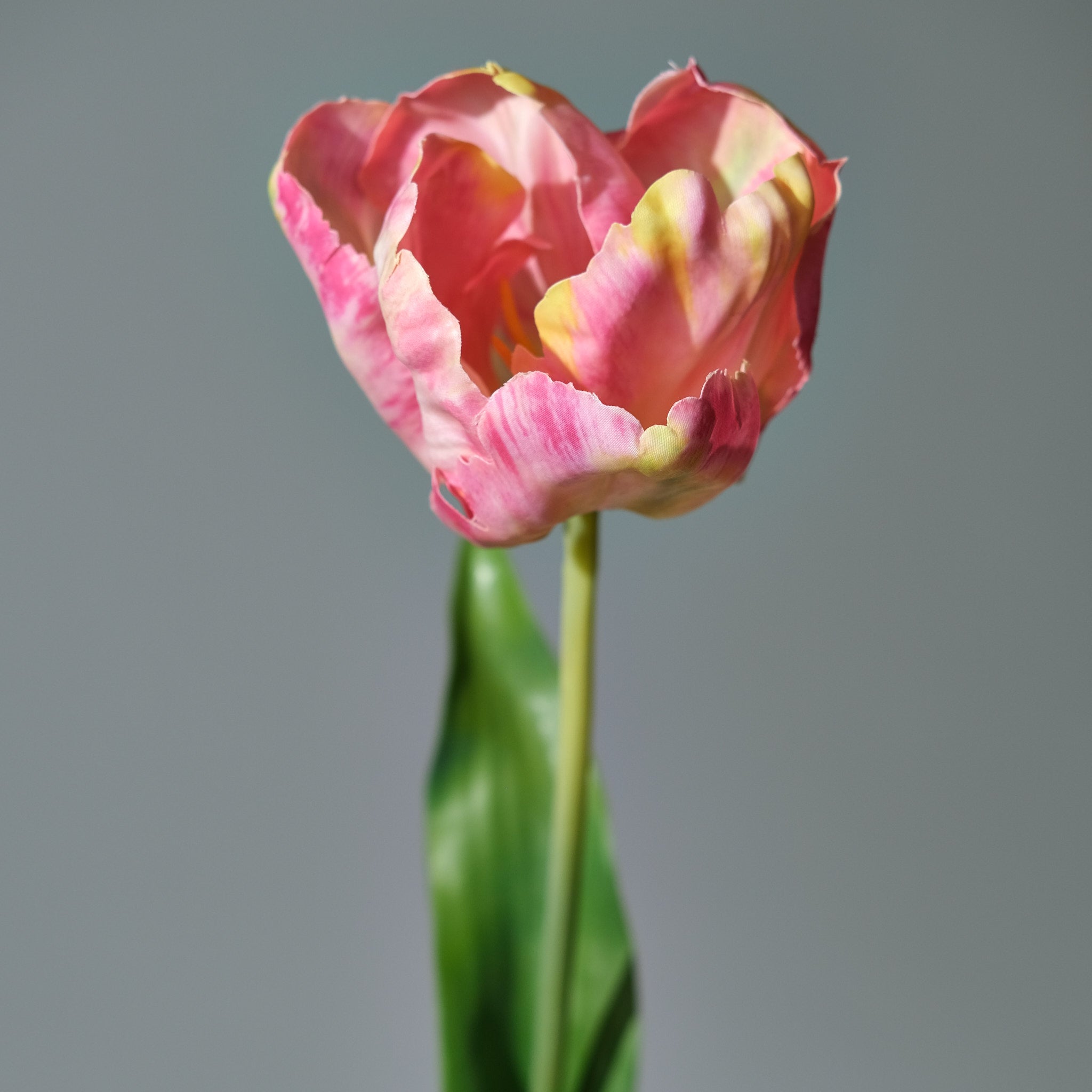 Tulpan Rosa/Gul - FLORISSMA