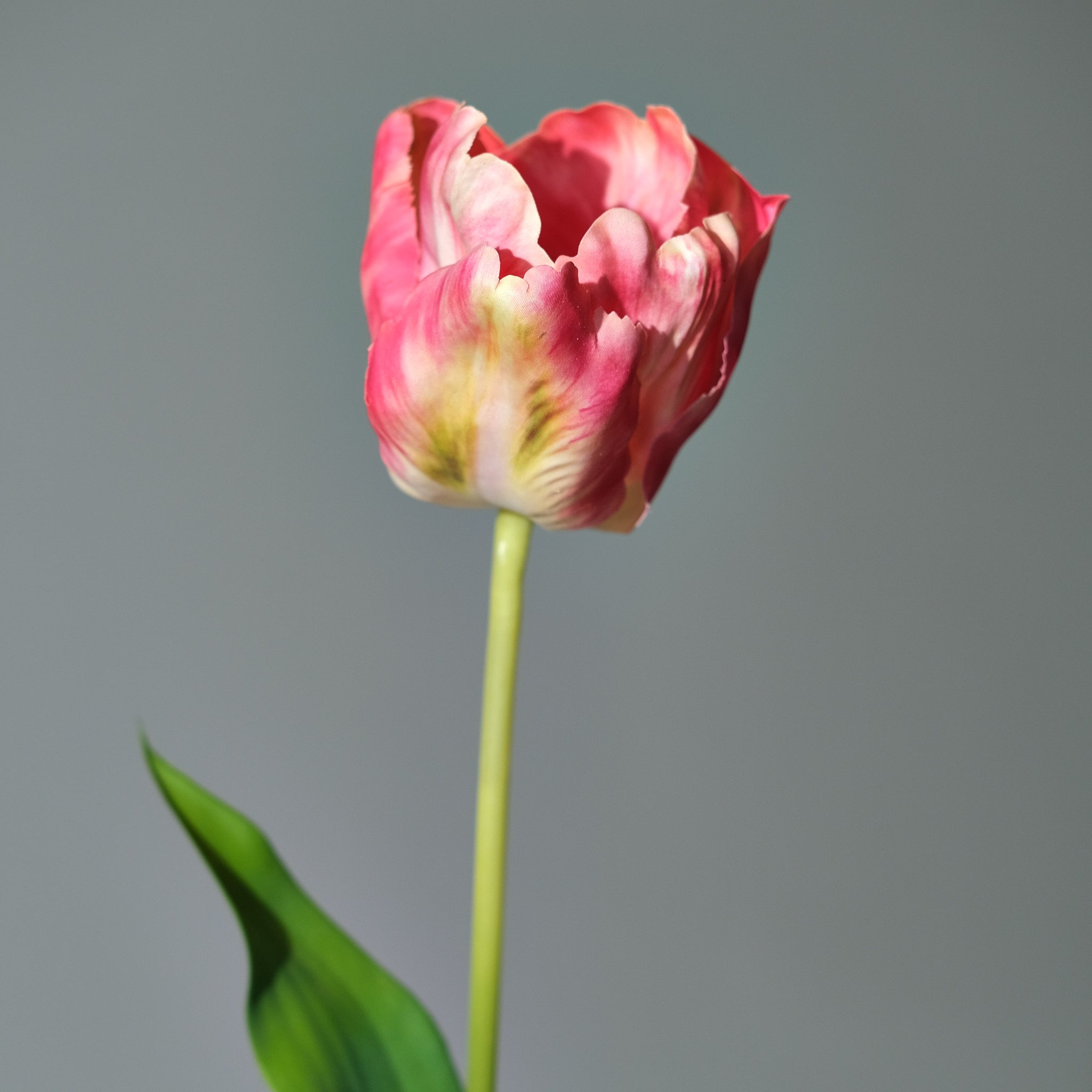 Tulpan Rosa/Gul - FLORISSMA