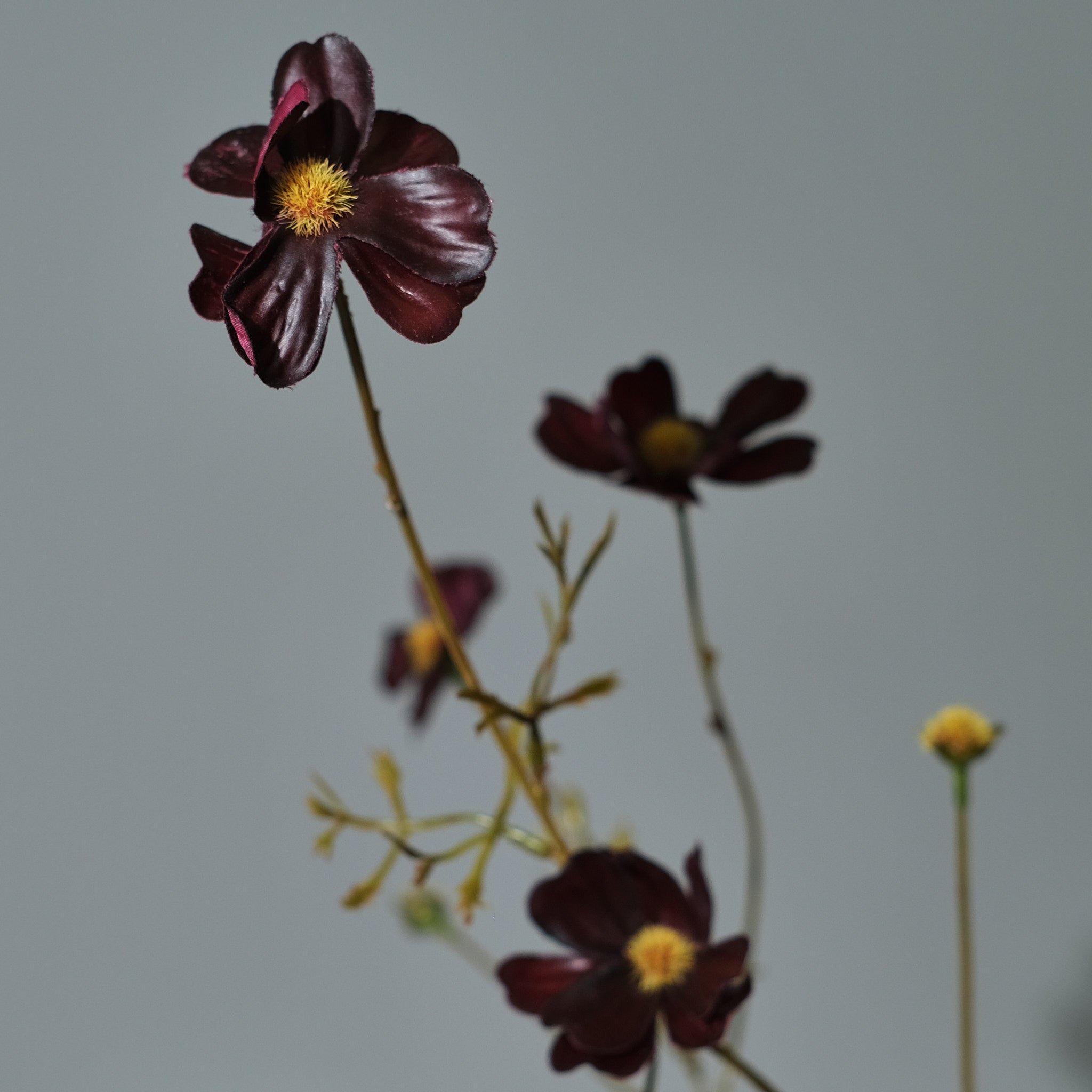 Cosmos Burgundy