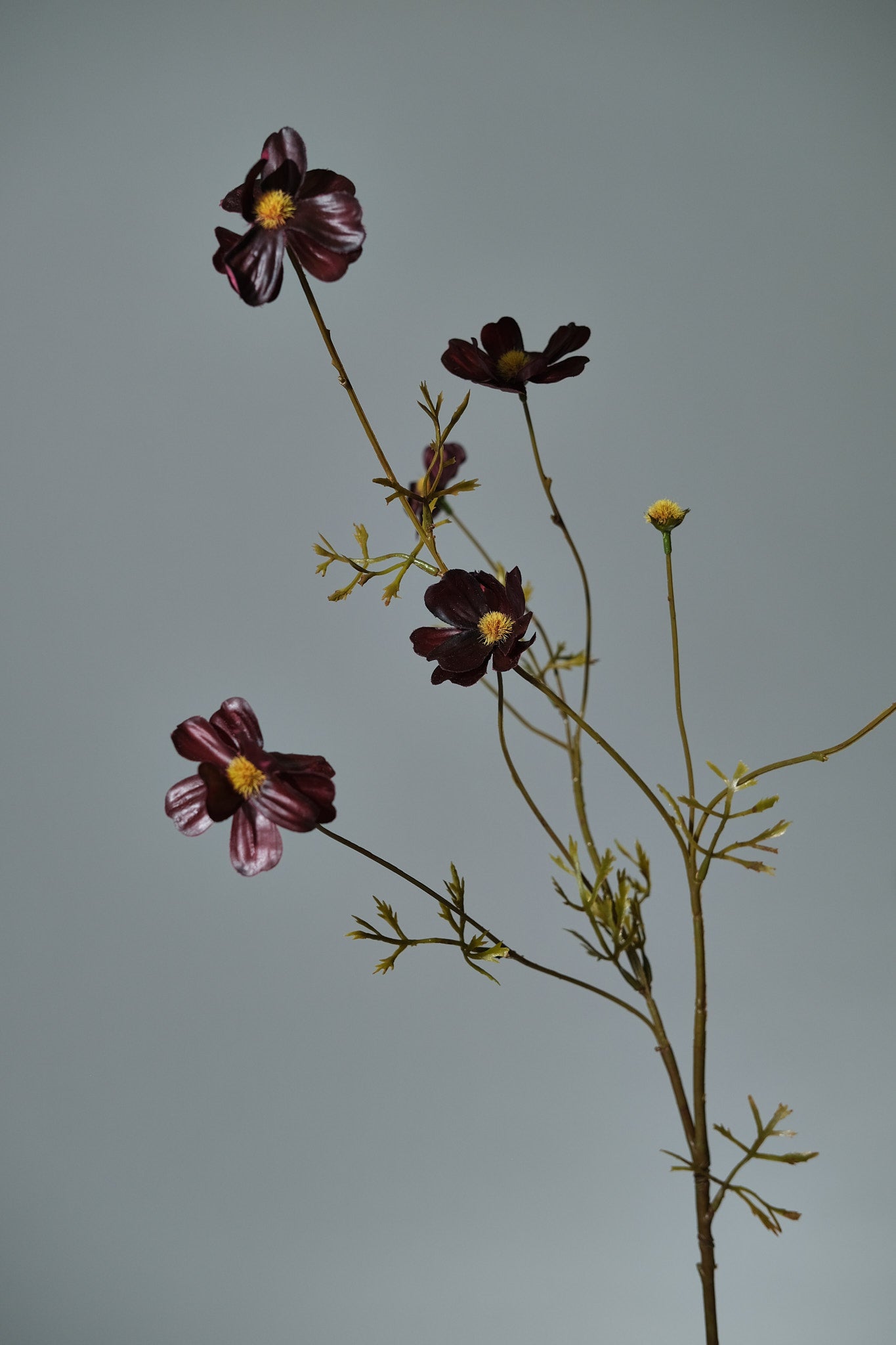 Rosenskära Burgund - FLORISSMA