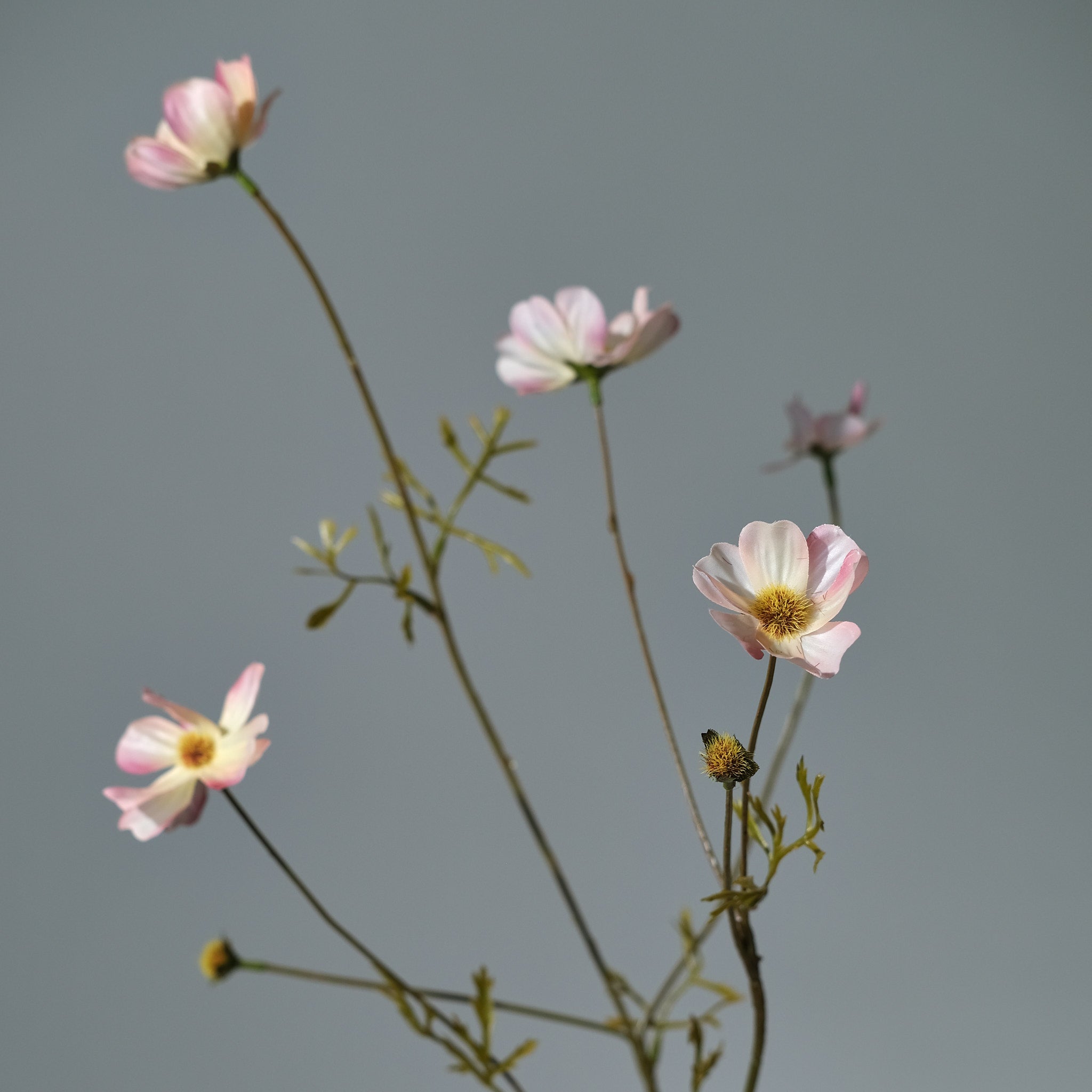 Rosenskära Cremé/Rosa - FLORISSMA