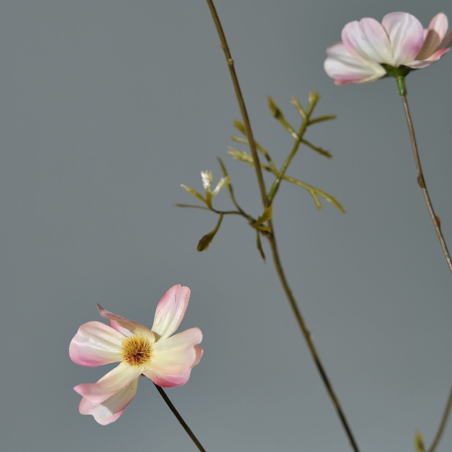 Rosenskära Cremé/Rosa - FLORISSMA