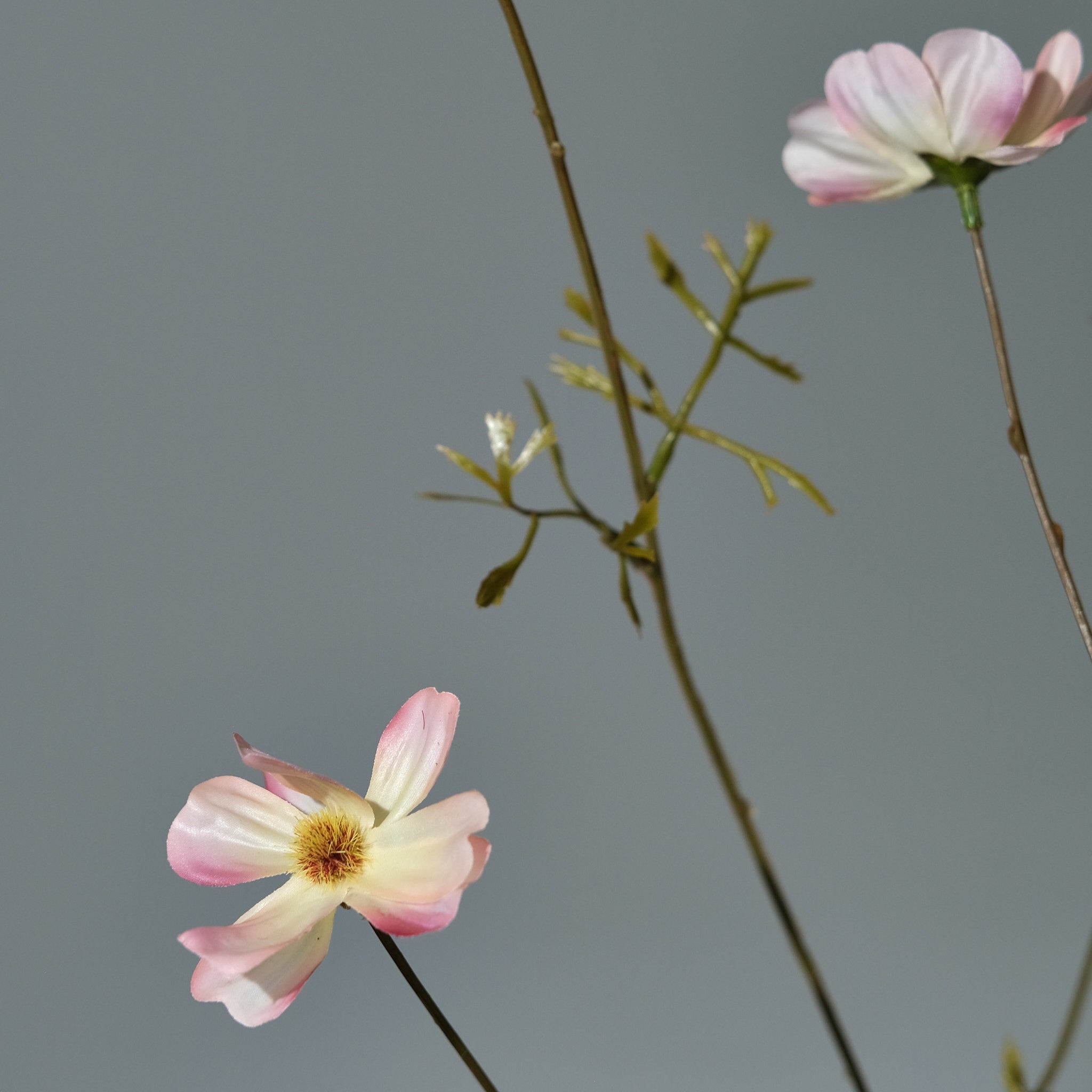 Rosenskära Cremé/Rosa - FLORISSMA