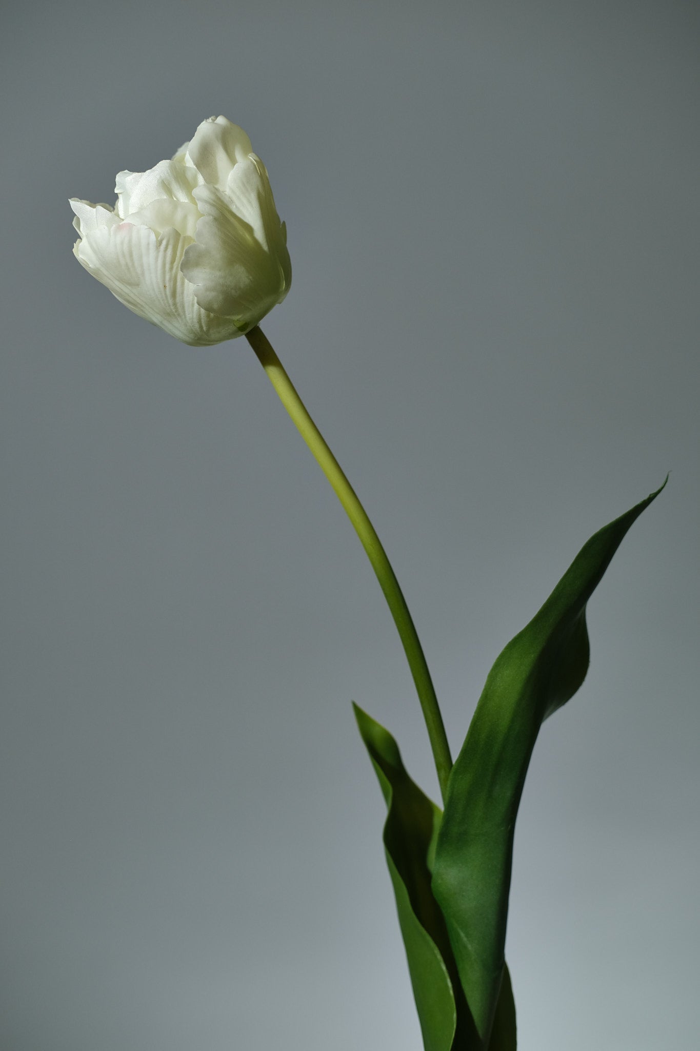 Tulpan Vit - FLORISSMA
