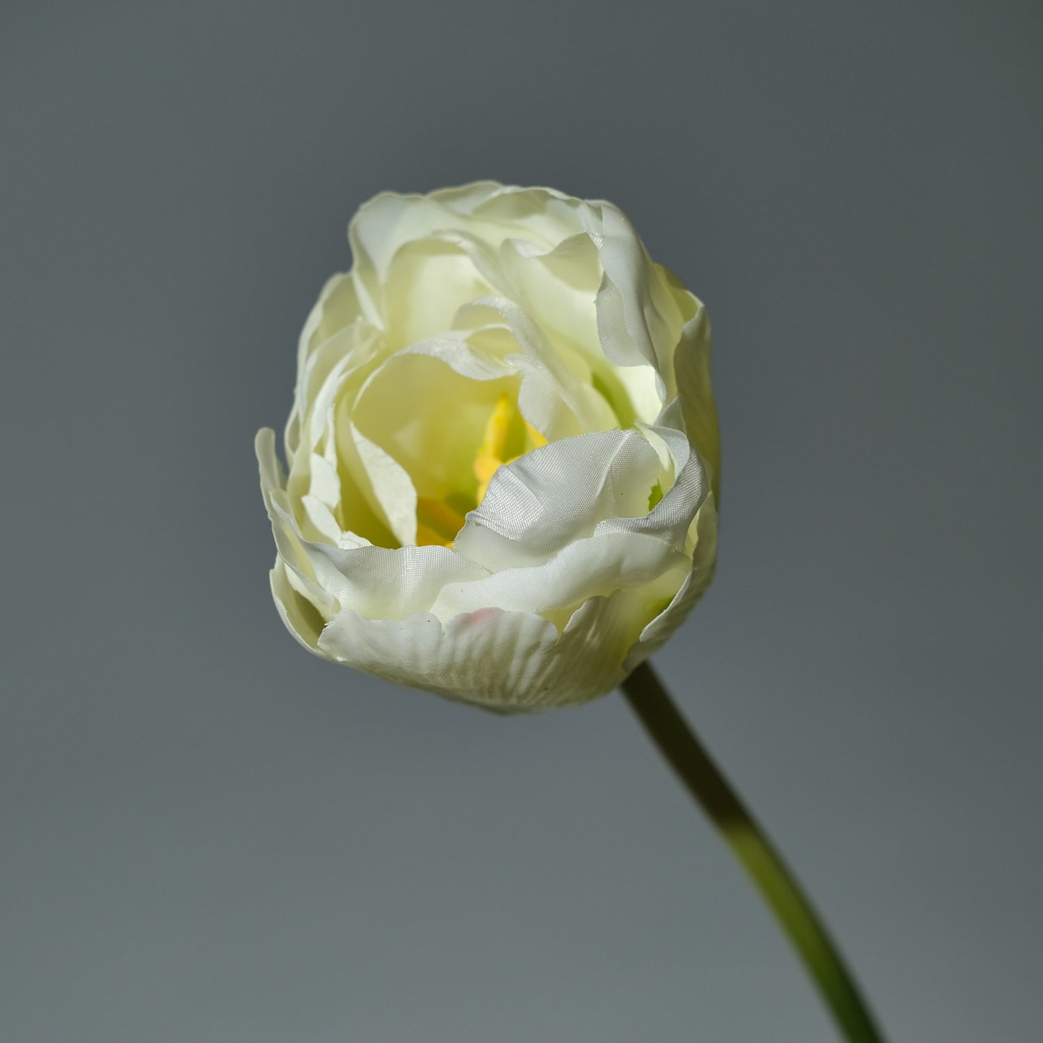 Tulpan Creme/Gul - FLORISSMA