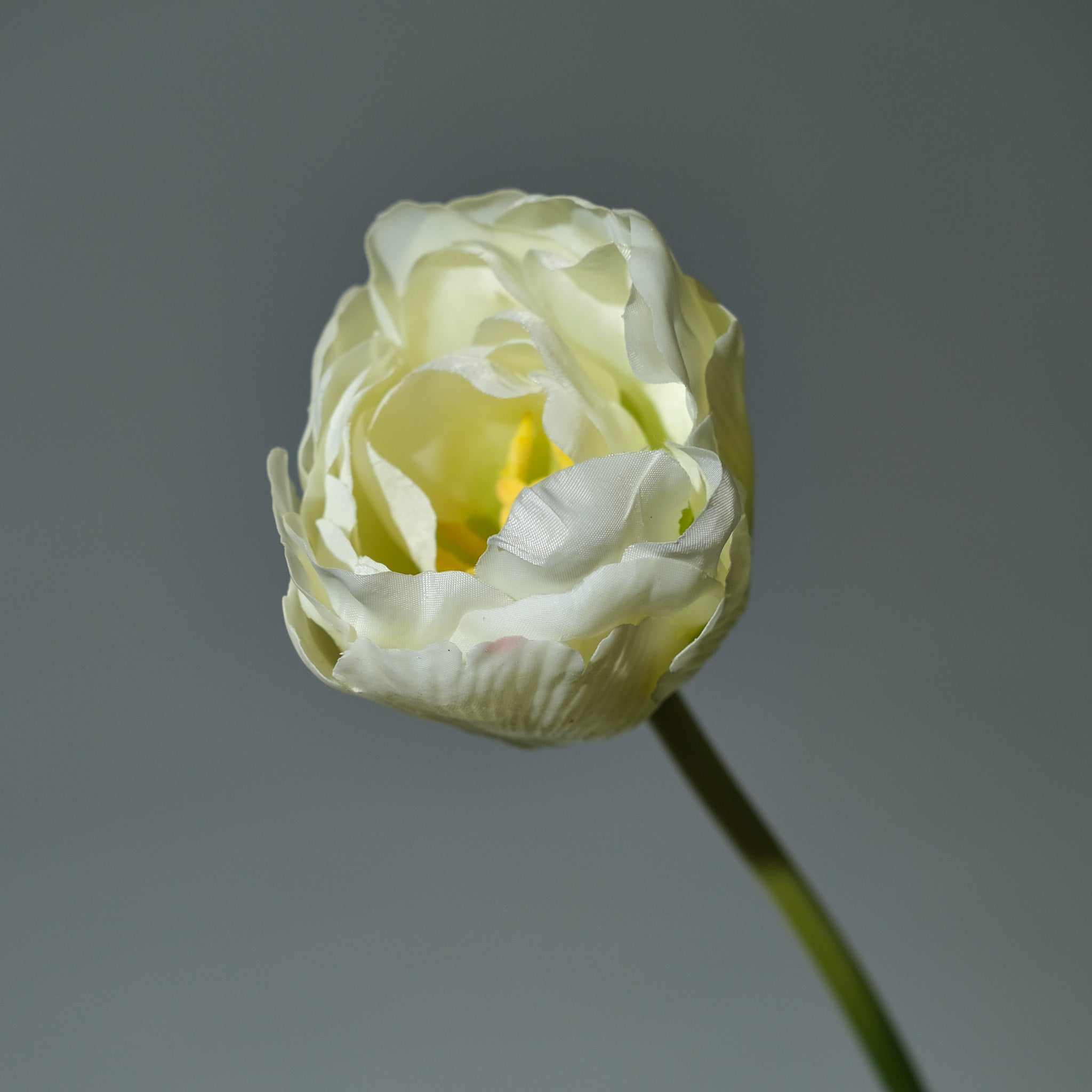 Tulpan Creme/Gul - FLORISSMA