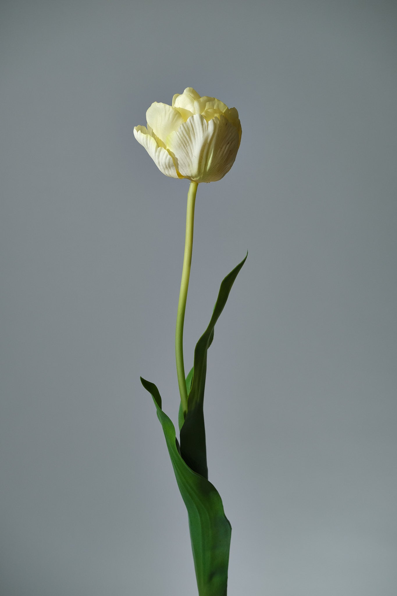 Tulpan Creme/Gul - FLORISSMA
